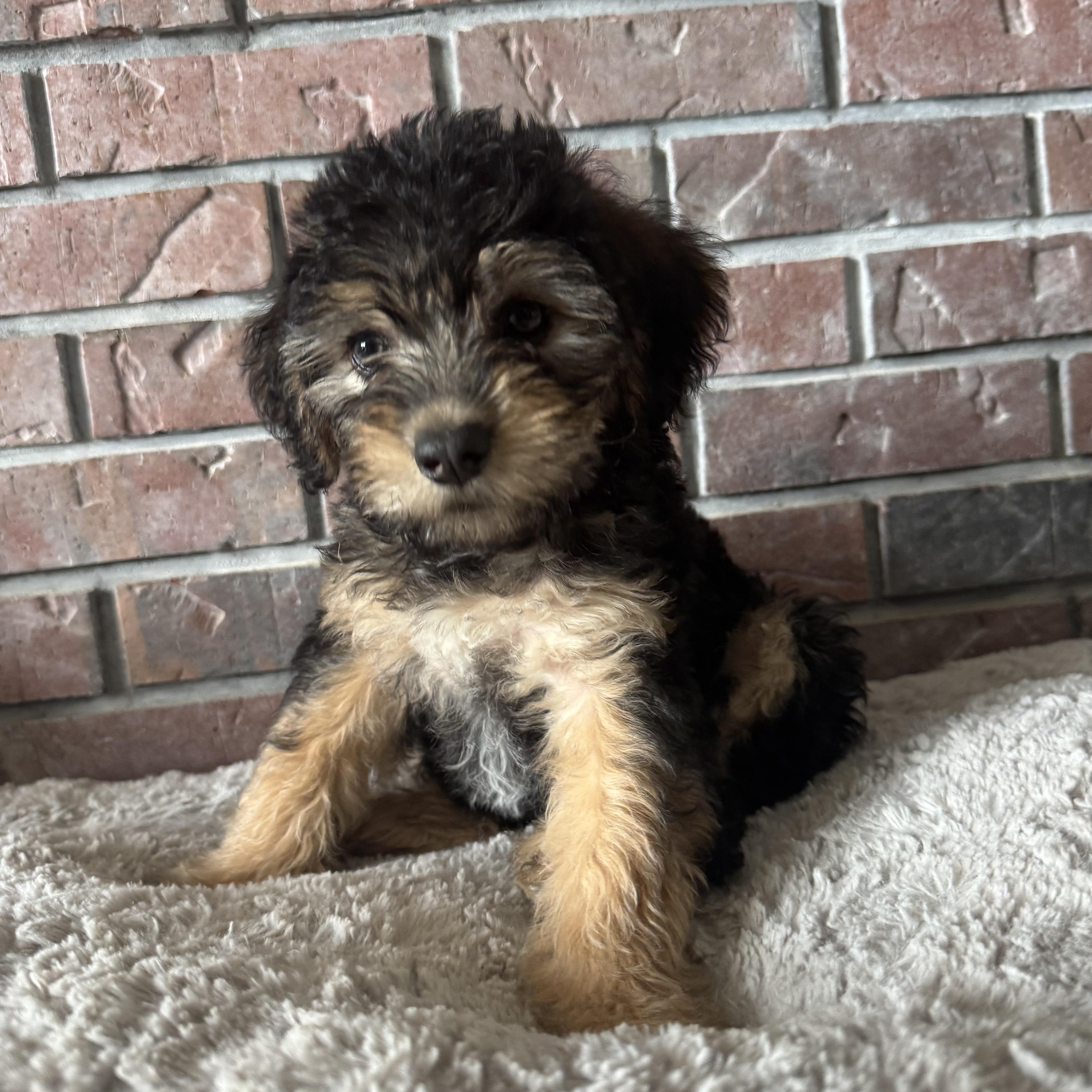 Fiona, Adoptable, Puppy Female Goldendoodle & Mixed Breed.