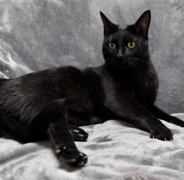 Enlarge Shadow, a ADOPTABLE Domestic Short Hair in Miller Beach, IN image 1/1