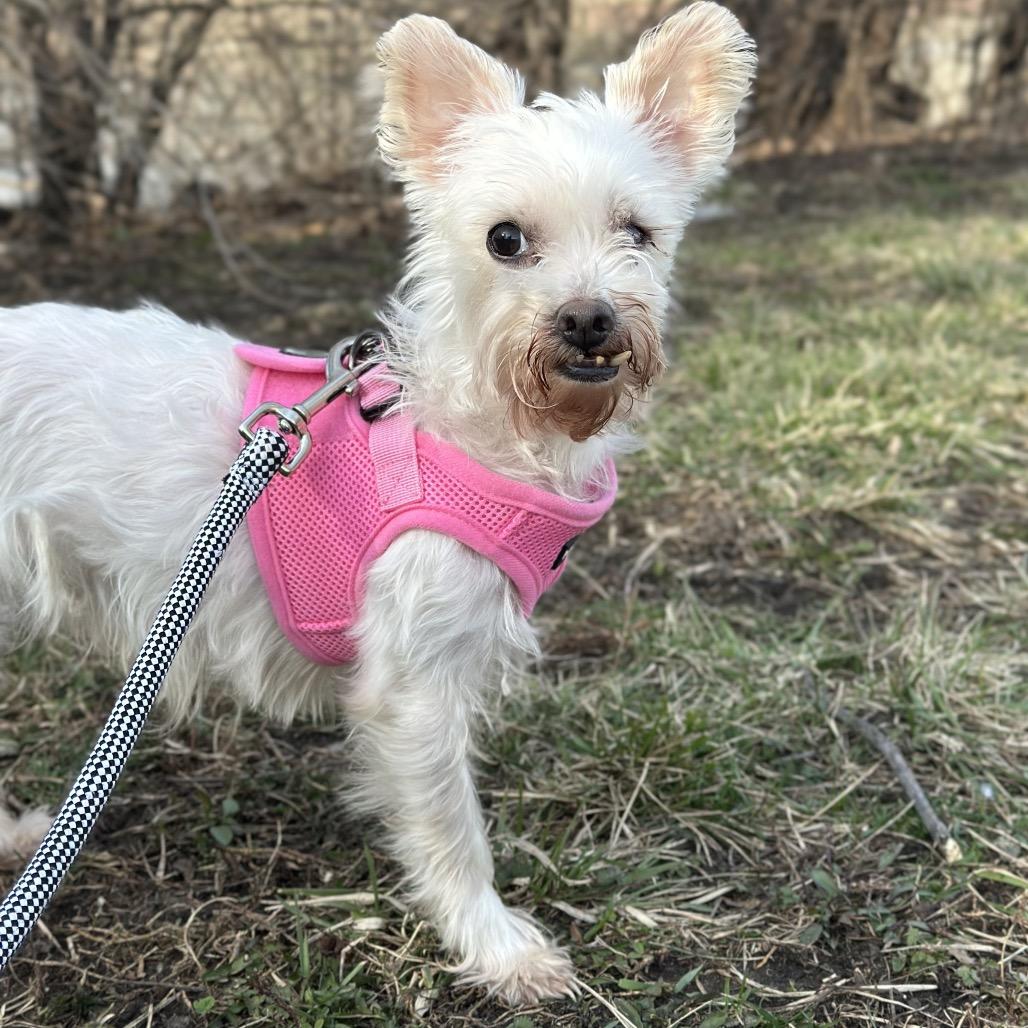 Dove, Adoptable, Senior Female Mixed Breed.