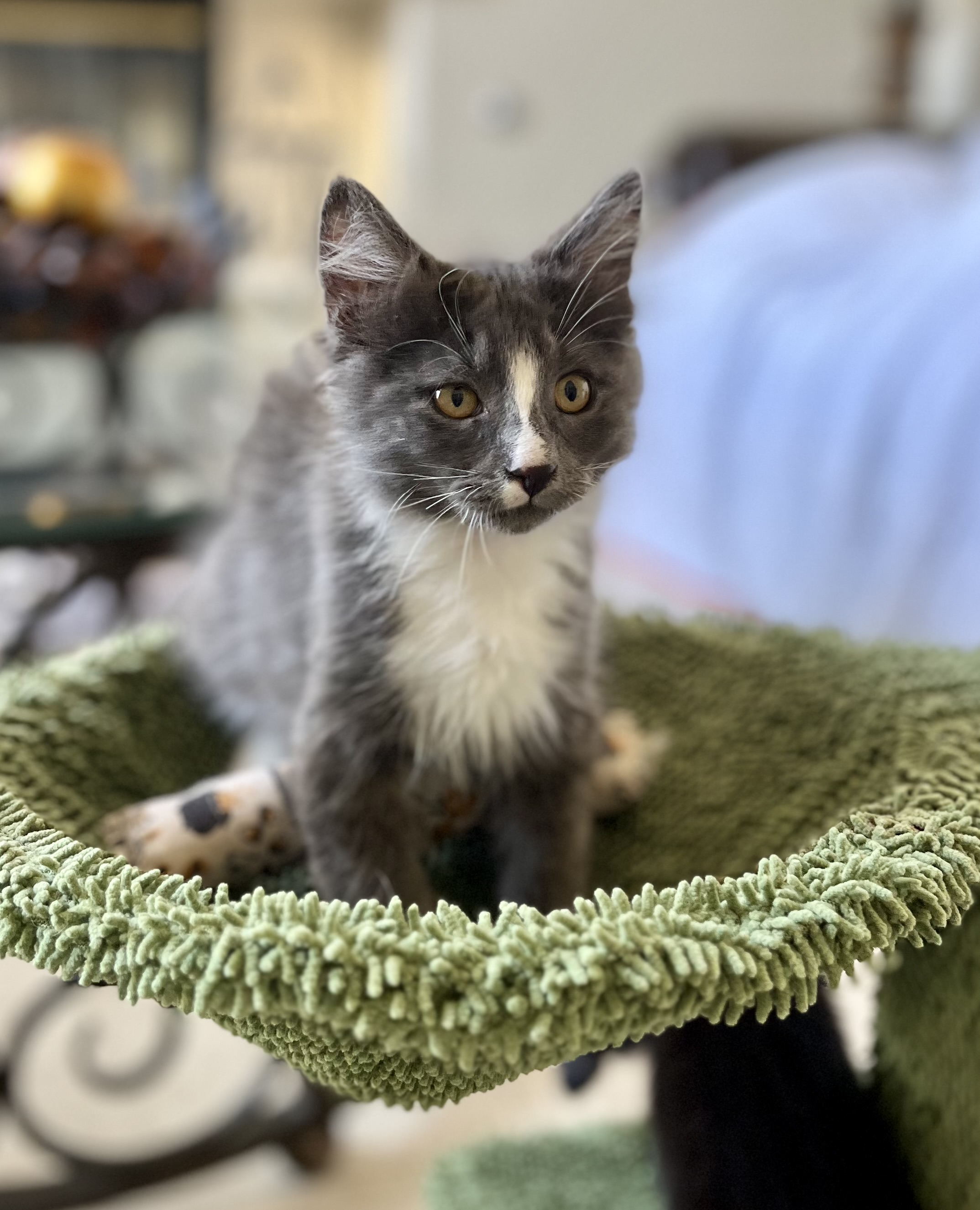 Remington, Adopted, Kitten Male Domestic Long Hair.