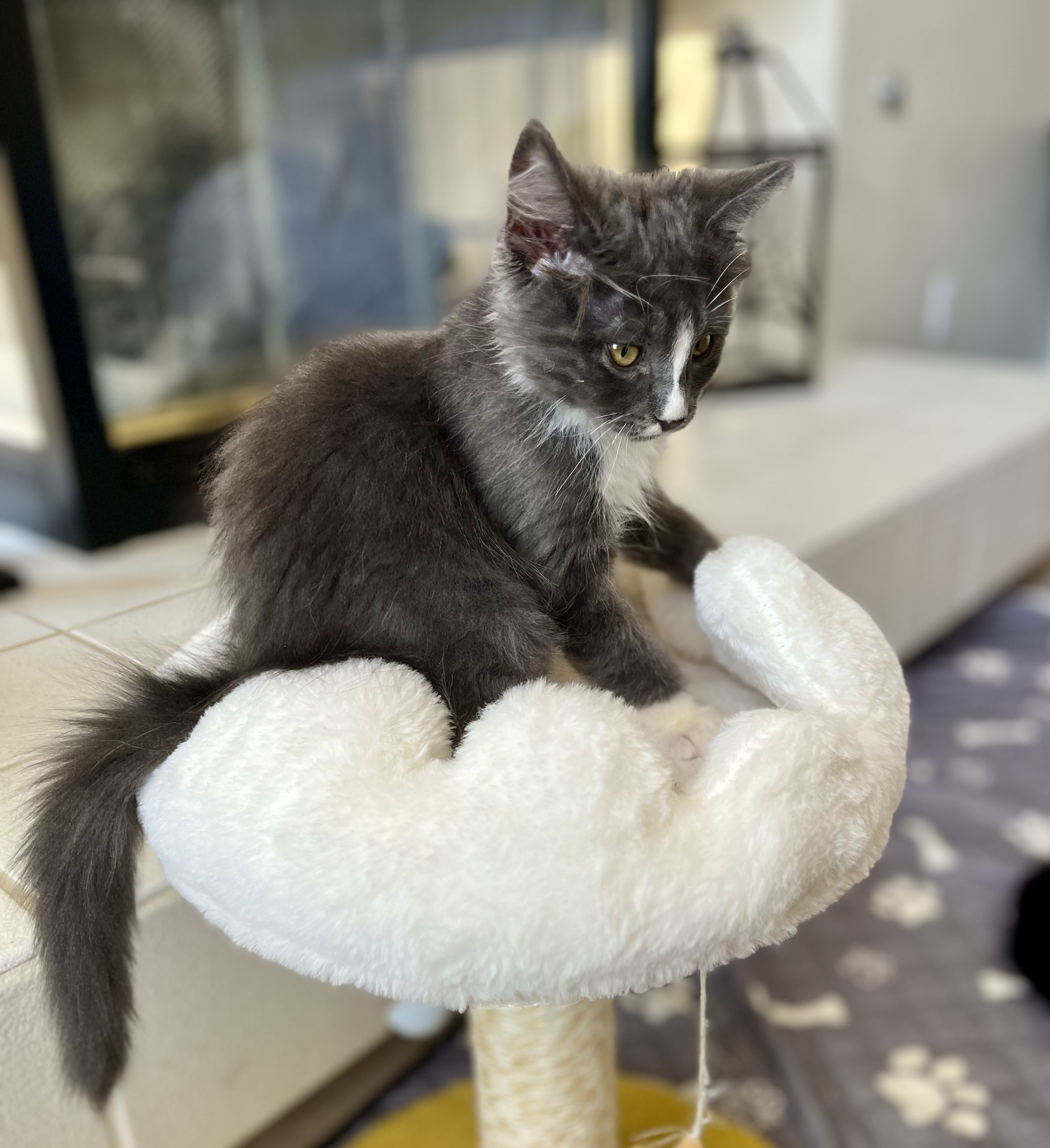 Enlarge Remington, a Adopted Domestic Long Hair in Las Vegas, NV image 2/5