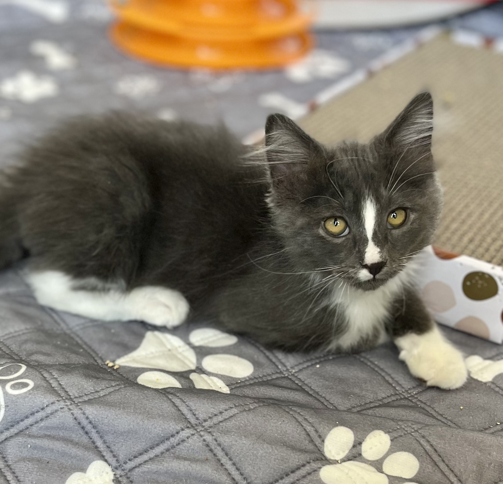 Enlarge Remington, a Adopted Domestic Long Hair in Las Vegas, NV image 3/5