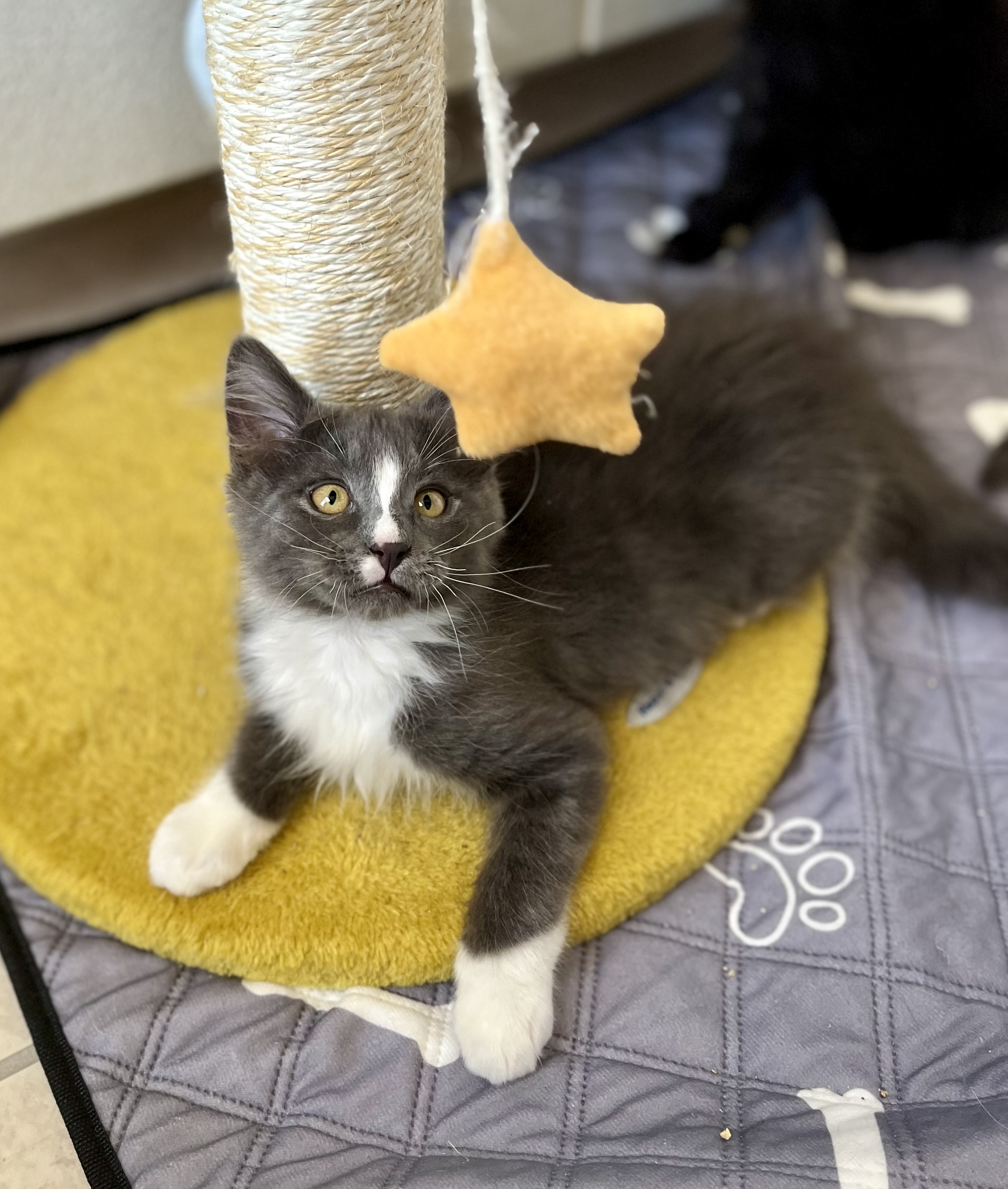 Enlarge Remington, a Adopted Domestic Long Hair in Las Vegas, NV image 4/5