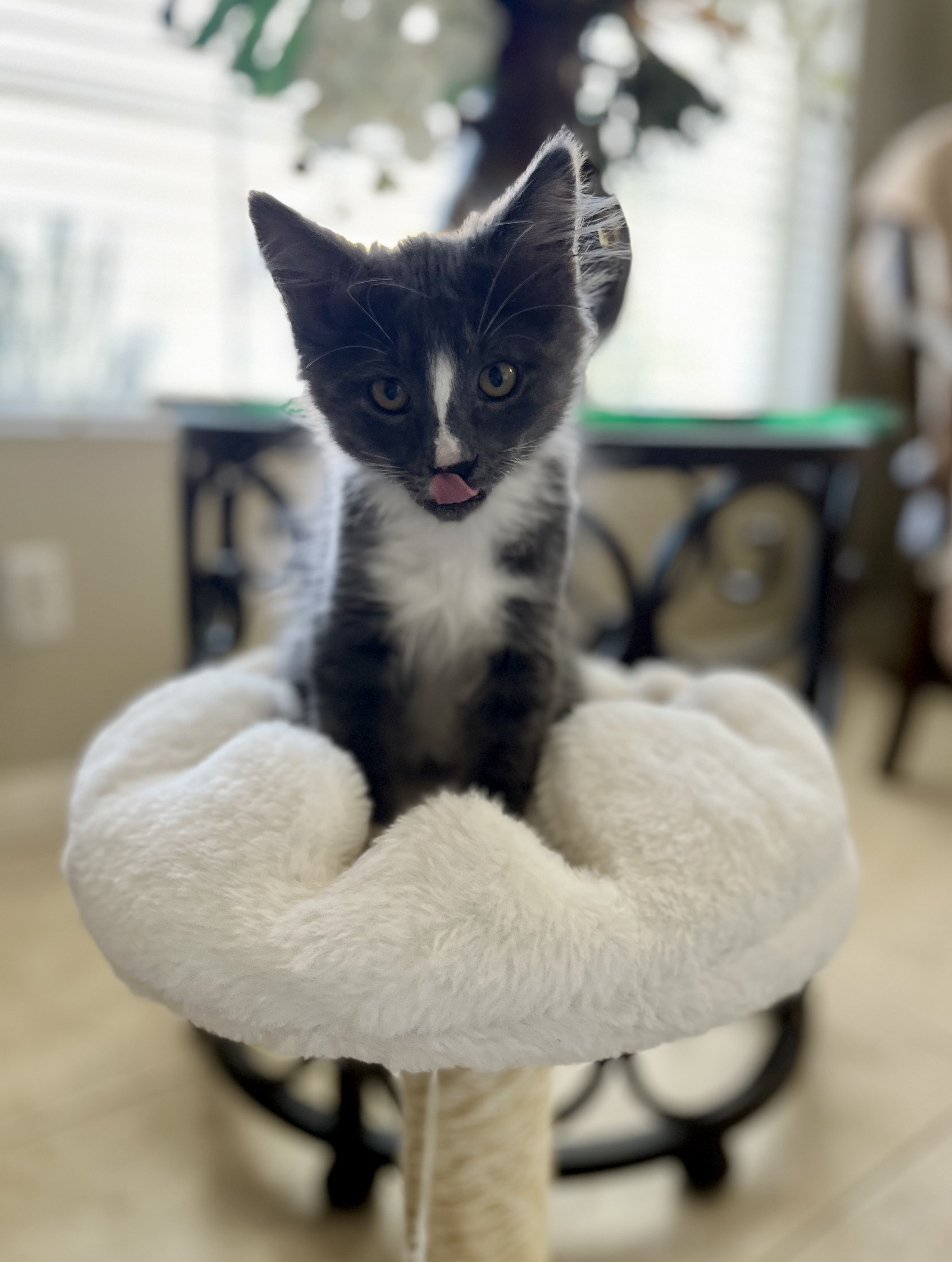 Enlarge Remington, a Adopted Domestic Long Hair in Las Vegas, NV image 5/5