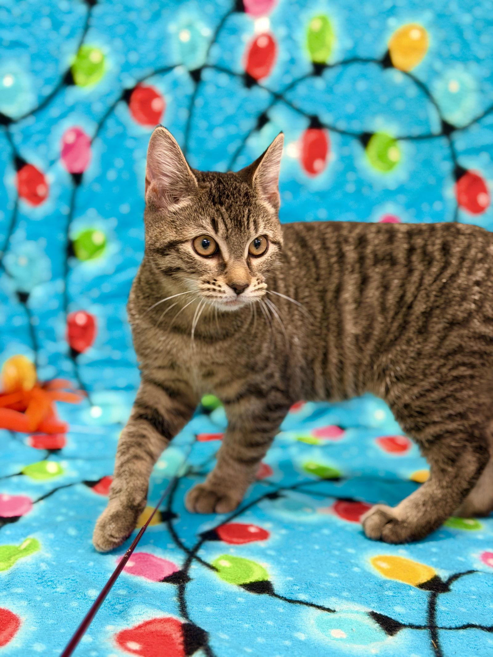 Cece, Adoptable, Kitten Female Domestic Short Hair.