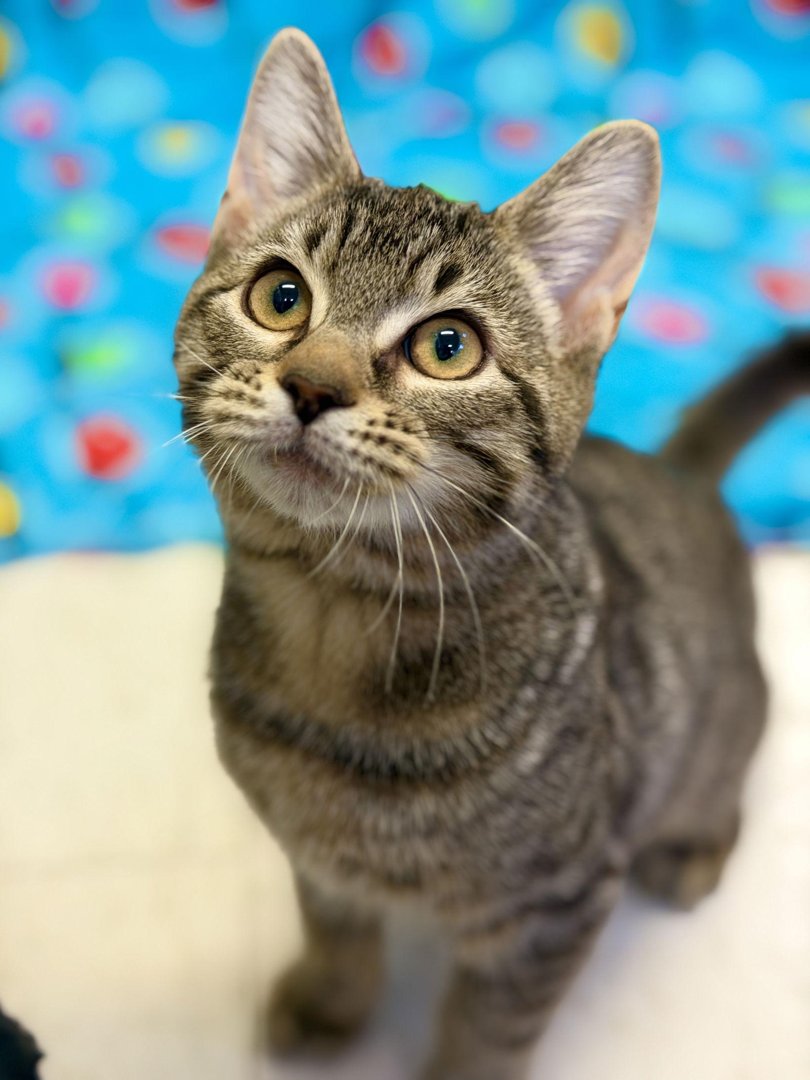 Enlarge Cece, a Adoptable Domestic Short Hair in West Cornwall, CT image 2/3