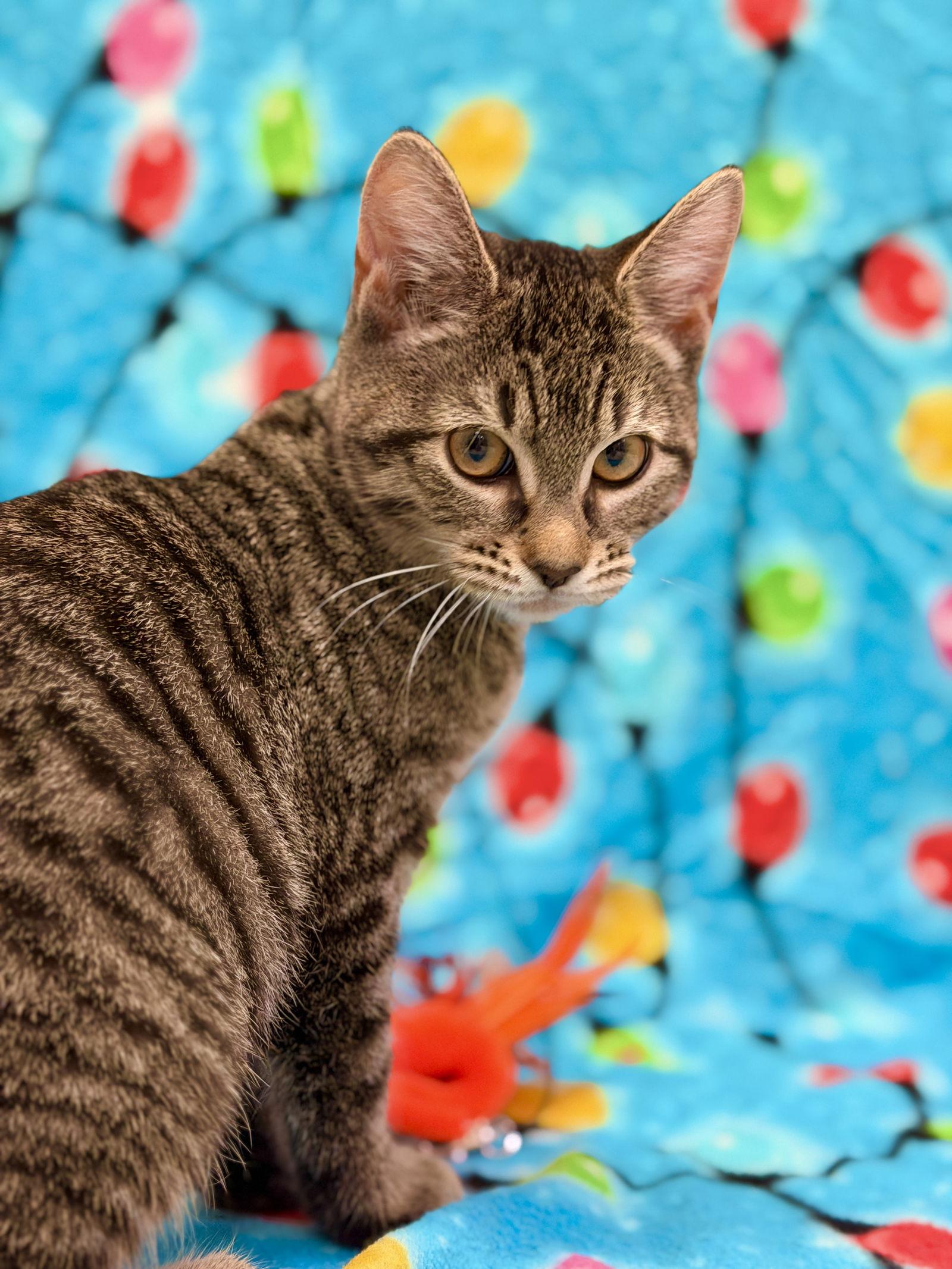 Enlarge Cece, a Adoptable Domestic Short Hair in West Cornwall, CT image 3/3