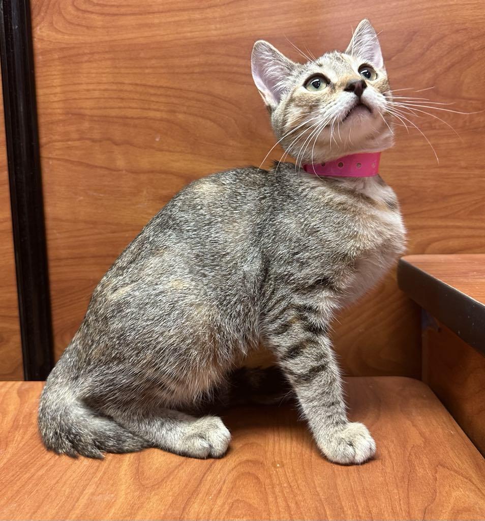 Pip, Baby Female Torbie