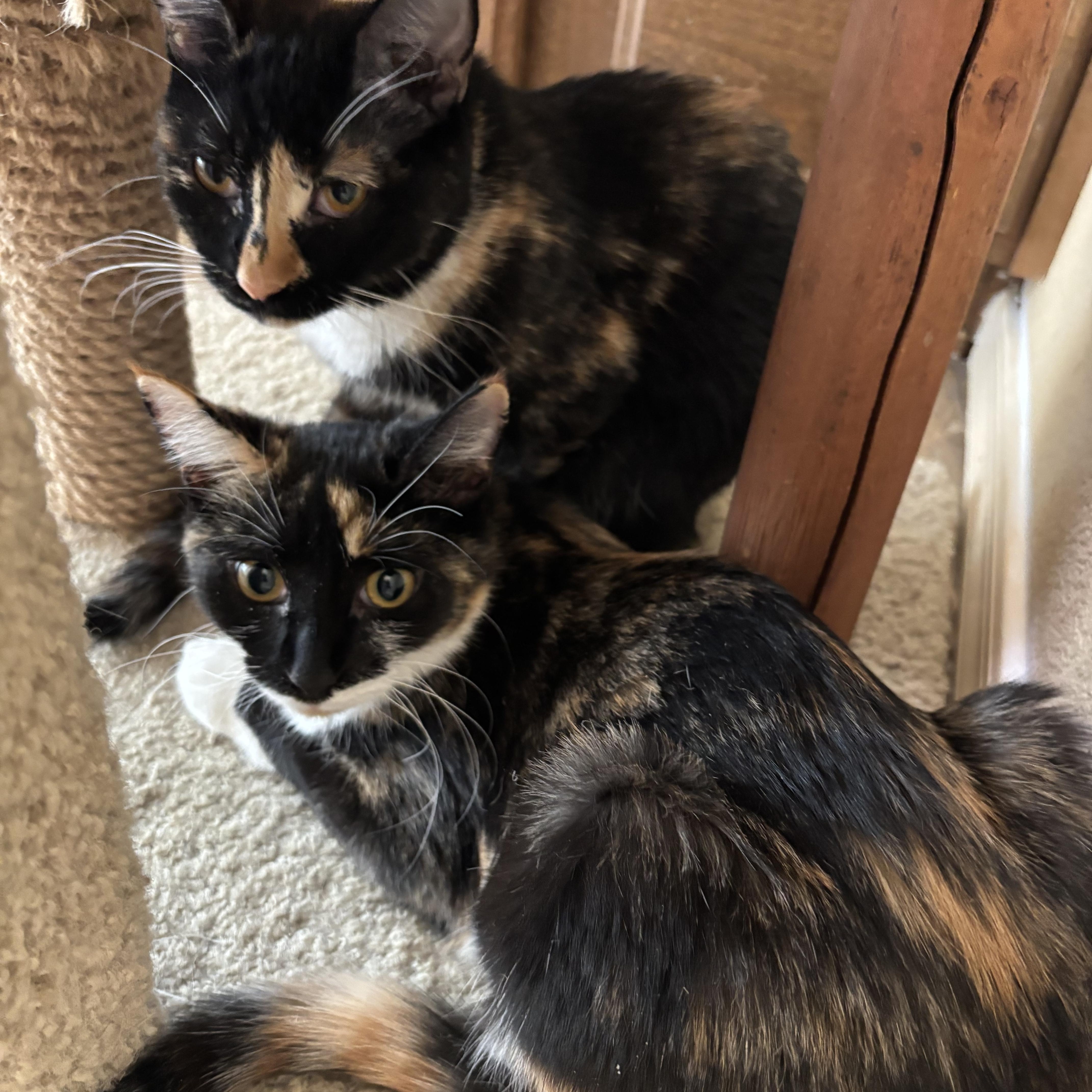Enlarge Tansy and Topaz, an adopted Calico in Sierra Vista, AZ image 1/5