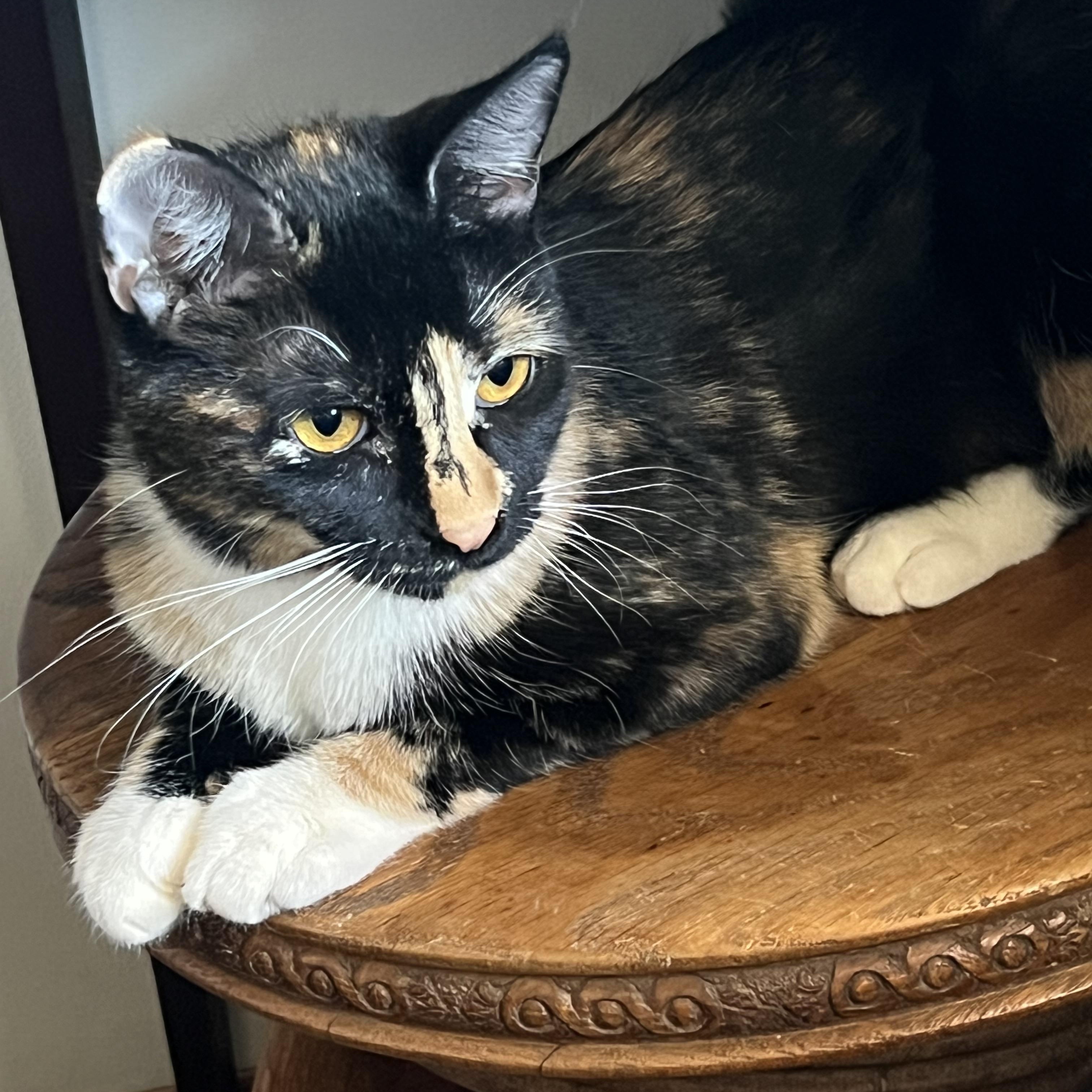 Enlarge Tansy and Topaz, an adopted Calico in Sierra Vista, AZ image 3/5