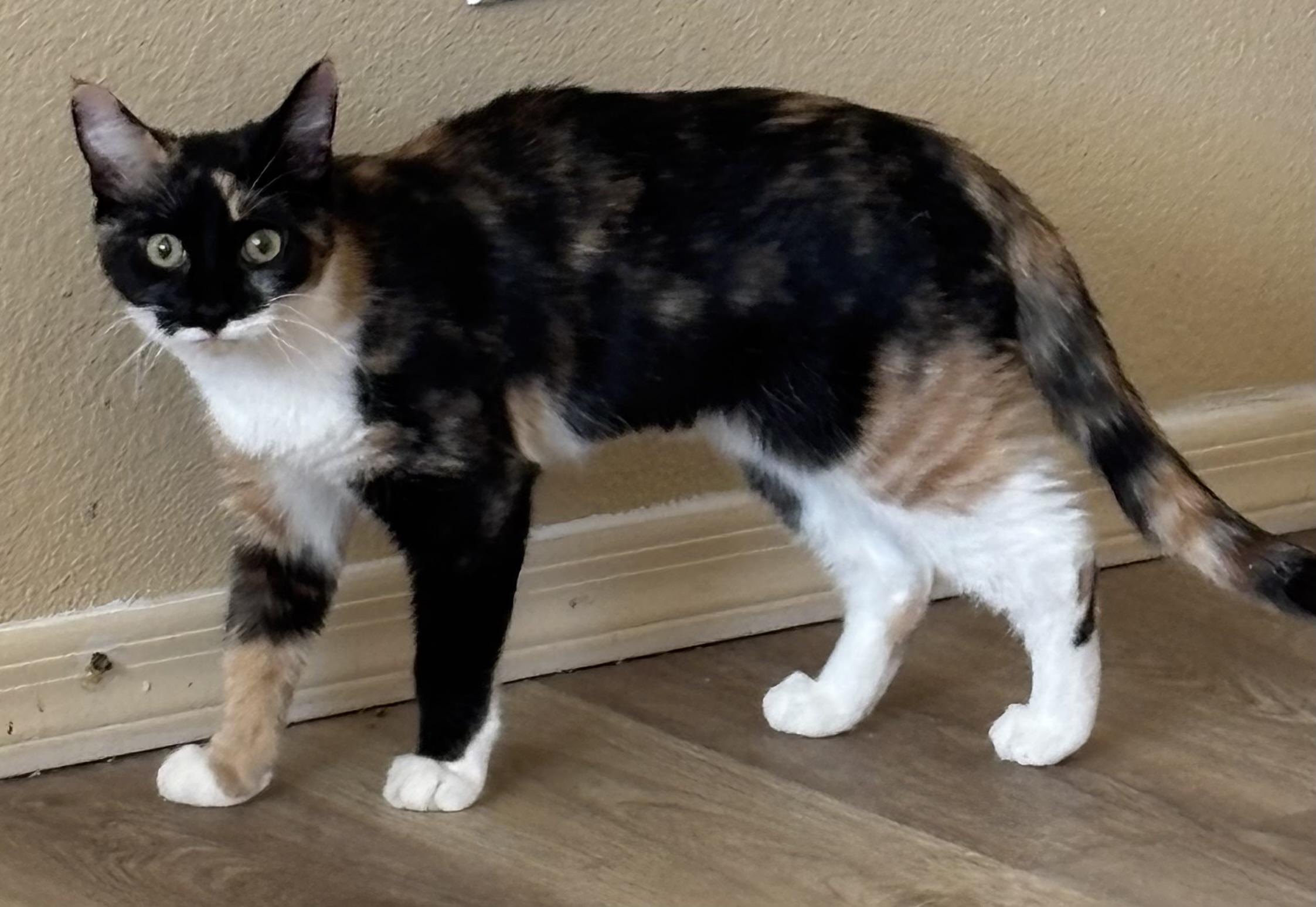 Enlarge Tansy and Topaz, an adopted Calico in Sierra Vista, AZ image 2/5