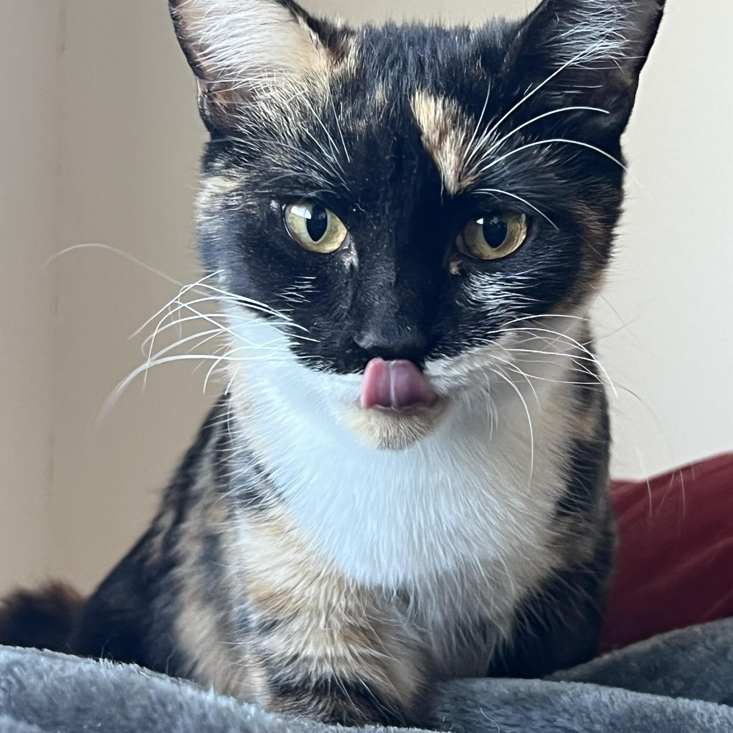 Enlarge Tansy and Topaz, an adopted Calico in Sierra Vista, AZ image 4/5