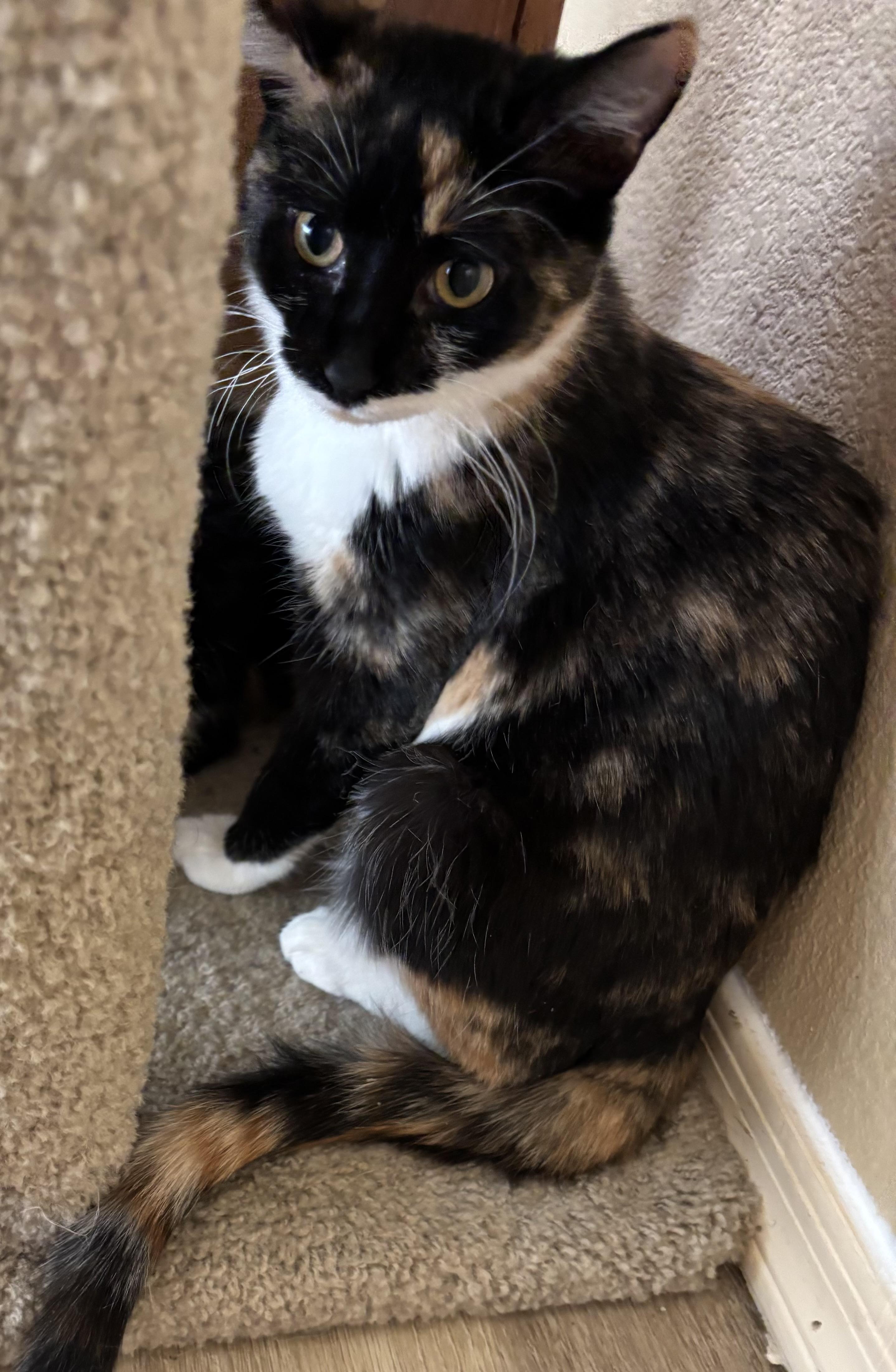 Enlarge Tansy and Topaz, an adopted Calico in Sierra Vista, AZ image 5/5