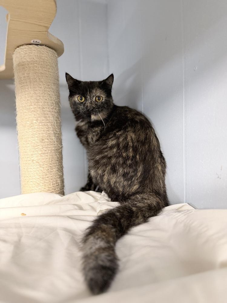 Enlarge Opal, a Adoptable Domestic Short Hair in Richmond, IN image 1/1
