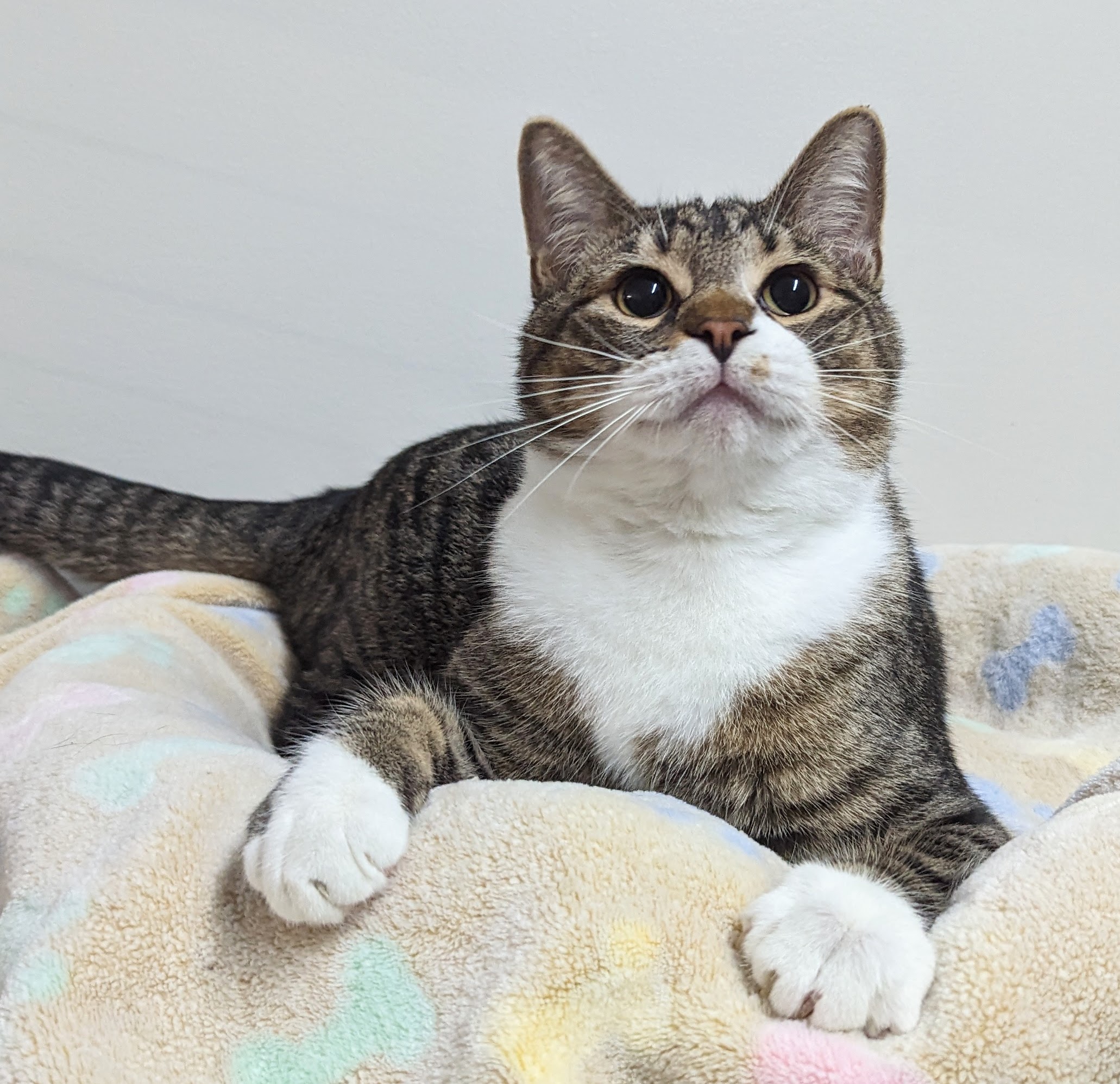 Enlarge Luca, a Adoptable Domestic Short Hair in Monroe, MI image 1/4