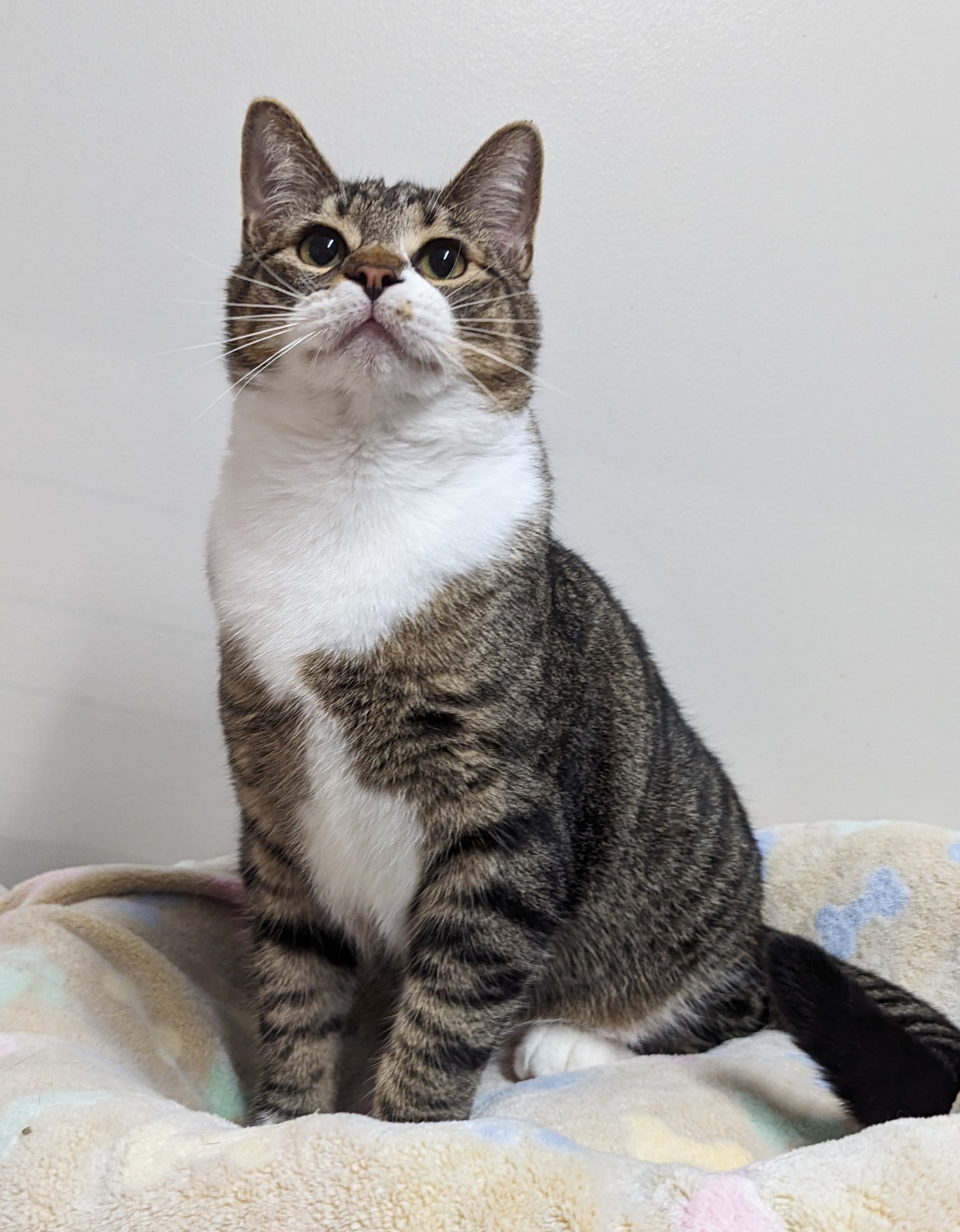 Enlarge Luca, a Adoptable Domestic Short Hair in Monroe, MI image 2/4