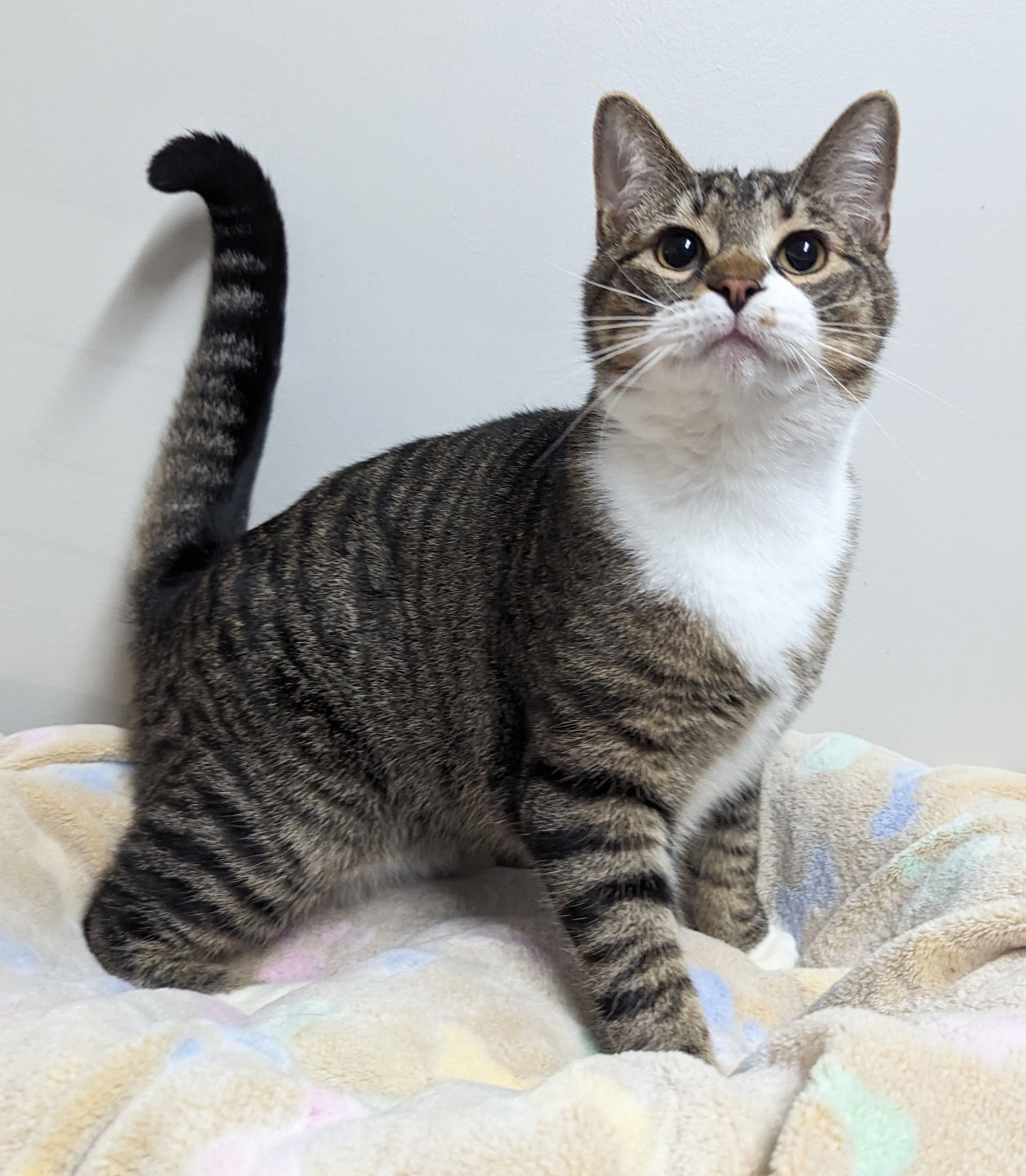 Enlarge Luca, a Adoptable Domestic Short Hair in Monroe, MI image 3/4