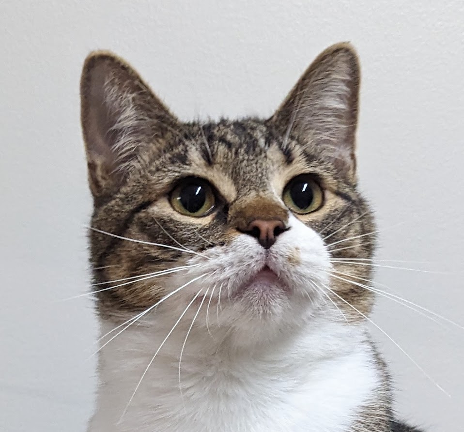 Enlarge Luca, a Adoptable Domestic Short Hair in Monroe, MI image 4/4