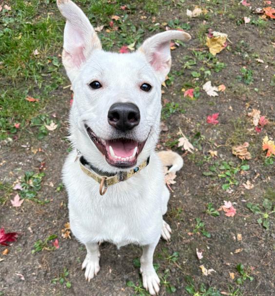 Enlarge Byron, a Adoptable mixed breed in Brooklyn Center, MN image 2/3