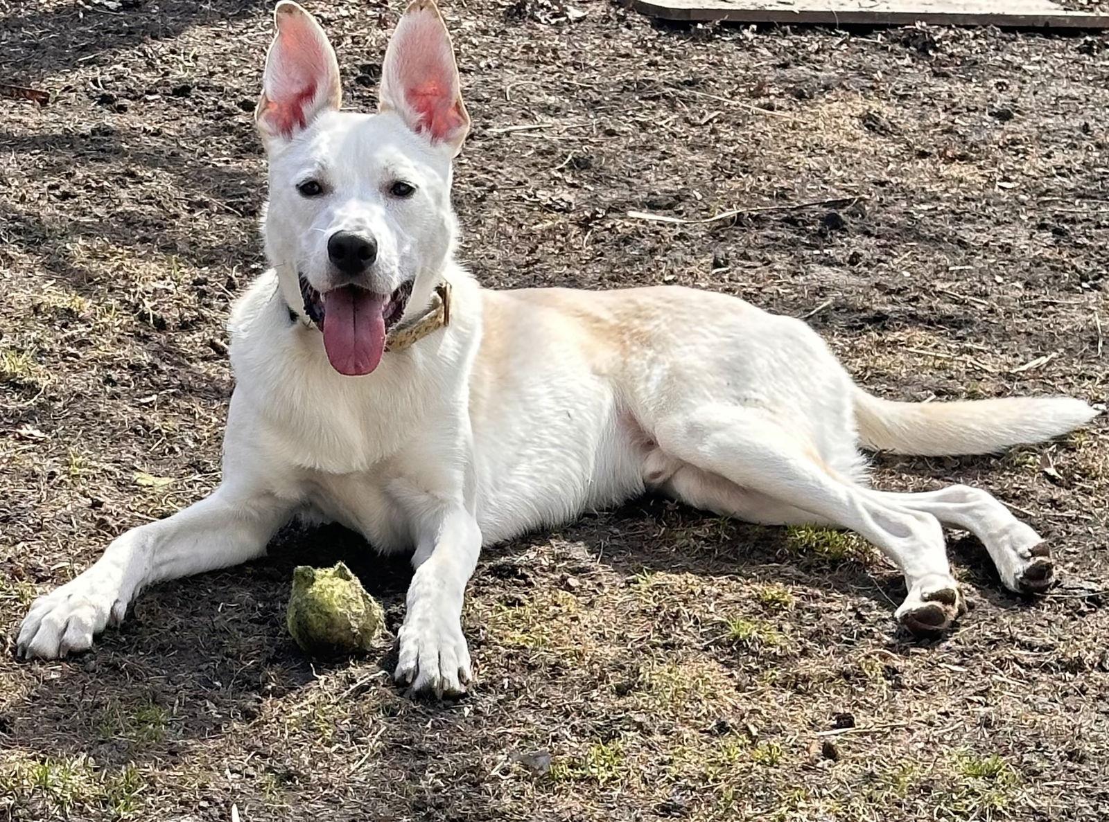 Enlarge Byron, a Adoptable mixed breed in Brooklyn Center, MN image 3/3