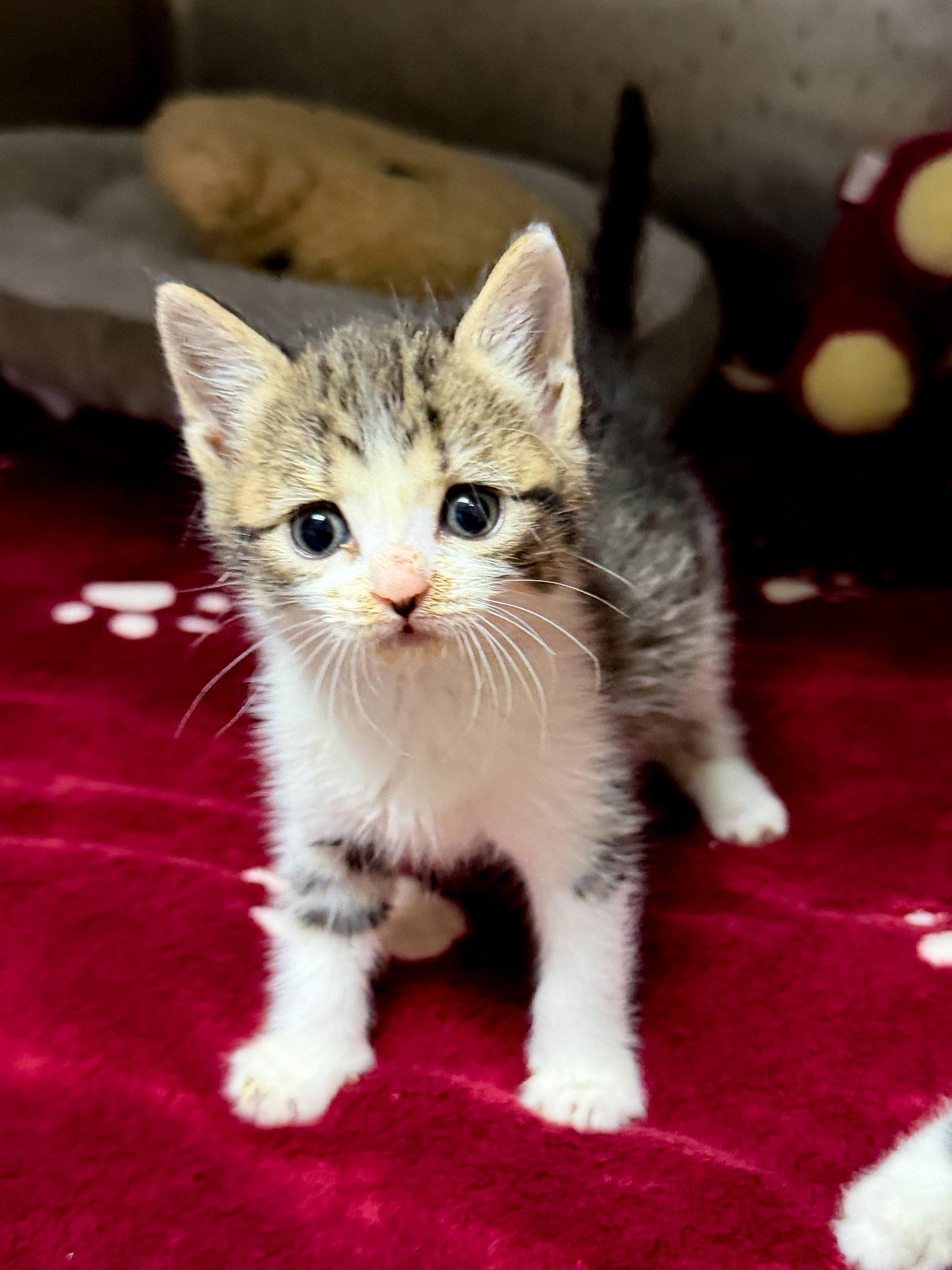 Johnny Cage, Adoptable, Kitten Male Domestic Short Hair.
