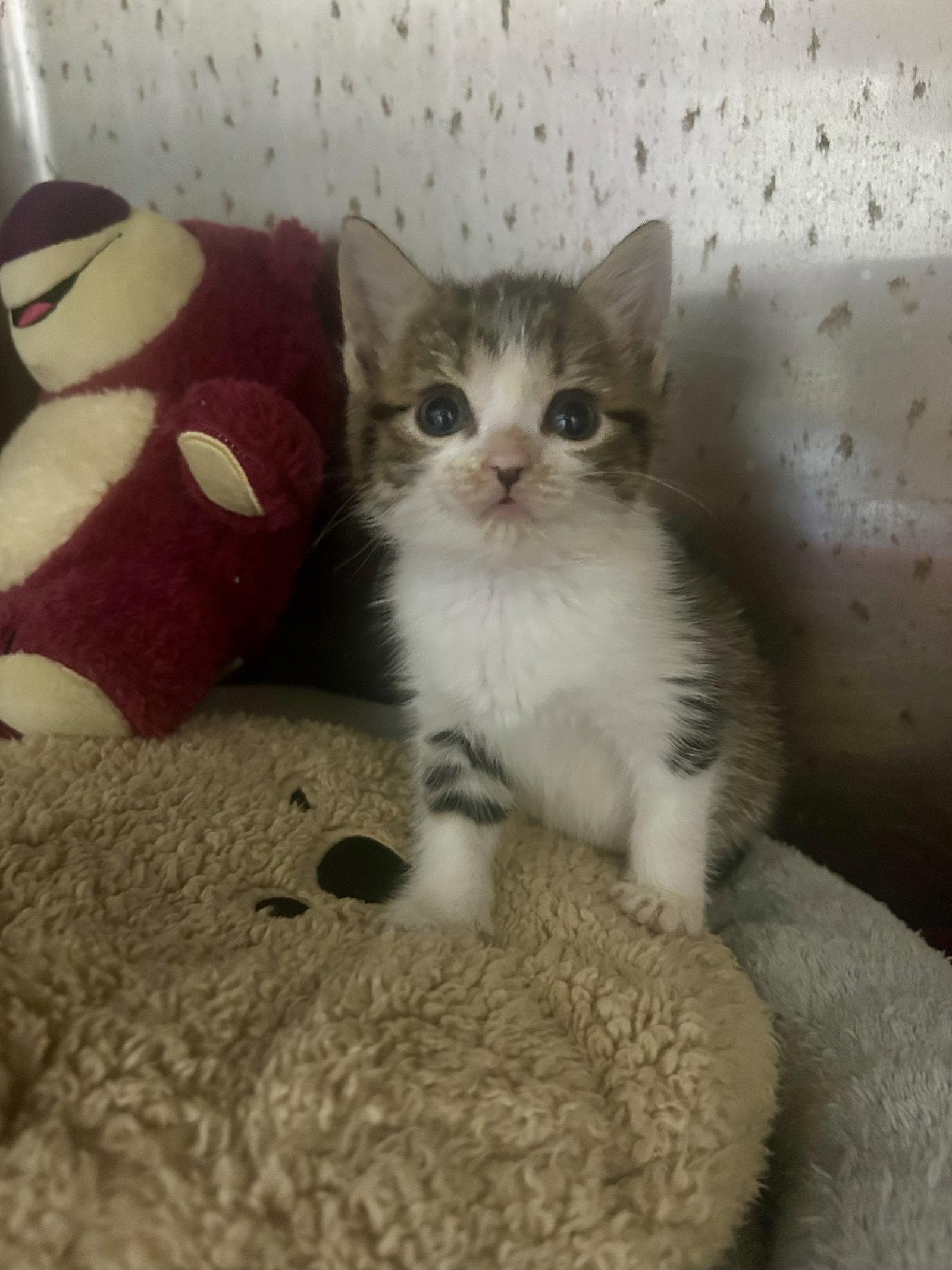Johnny Cage, a Adoptable Domestic Short Hair in Sanford, NC image 2/2