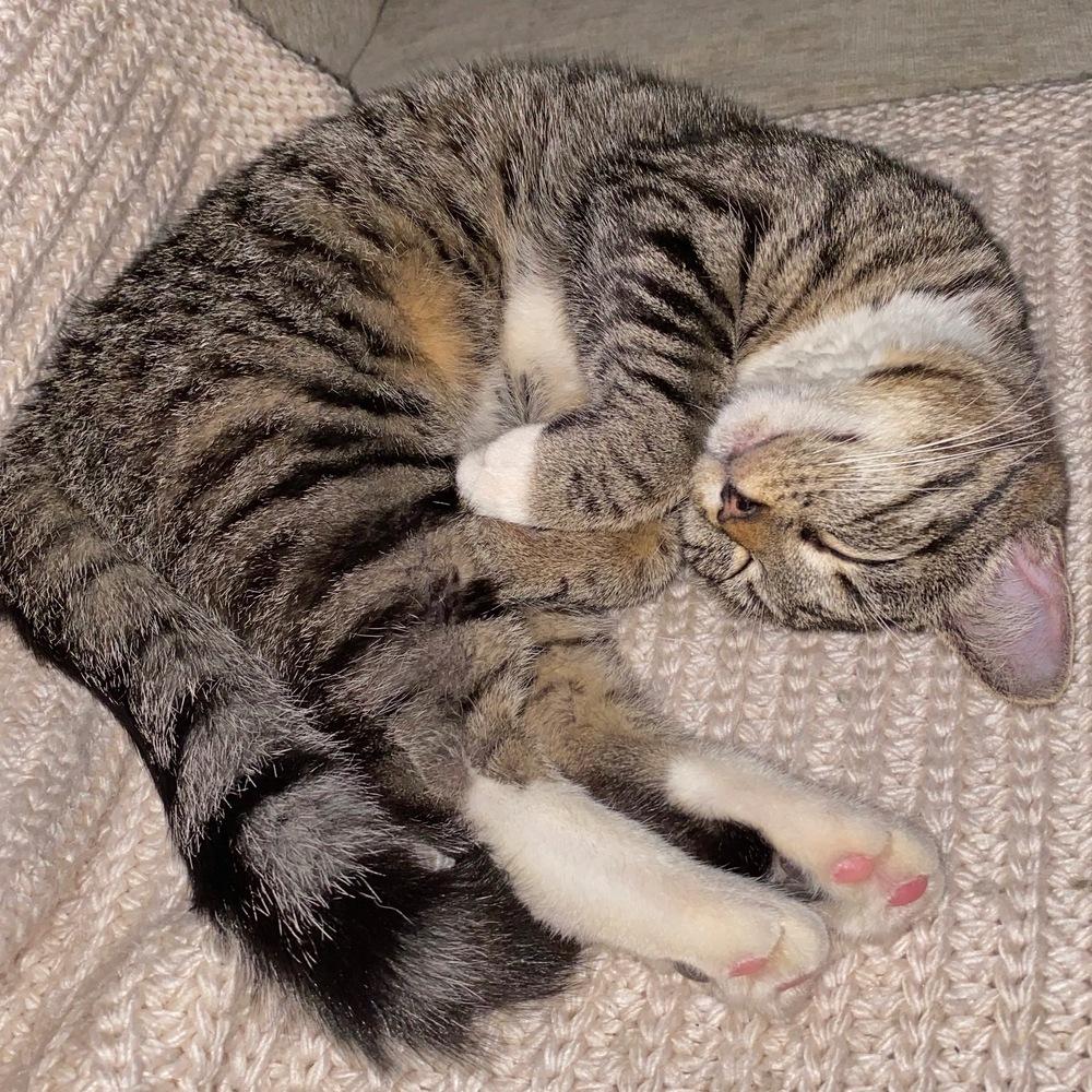 Lightning, Adoptable, Young Female American Shorthair.