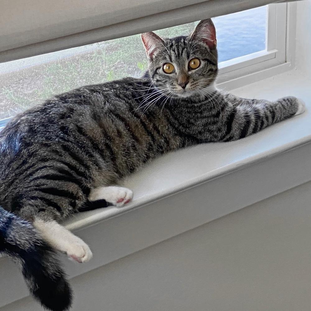 Lightning, a Adoptable American Shorthair in Silver Spring, MD image 3/4