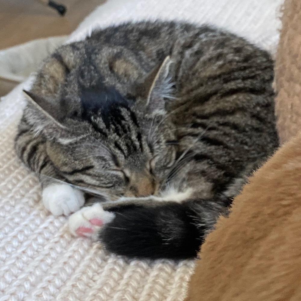 Lightning, a Adoptable American Shorthair in Silver Spring, MD image 4/4
