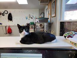 In Foster-to-Adopt!! Kitten: Tricky *Tripod Alert!*, Adopted, Kitten Male Domestic Short Hair.