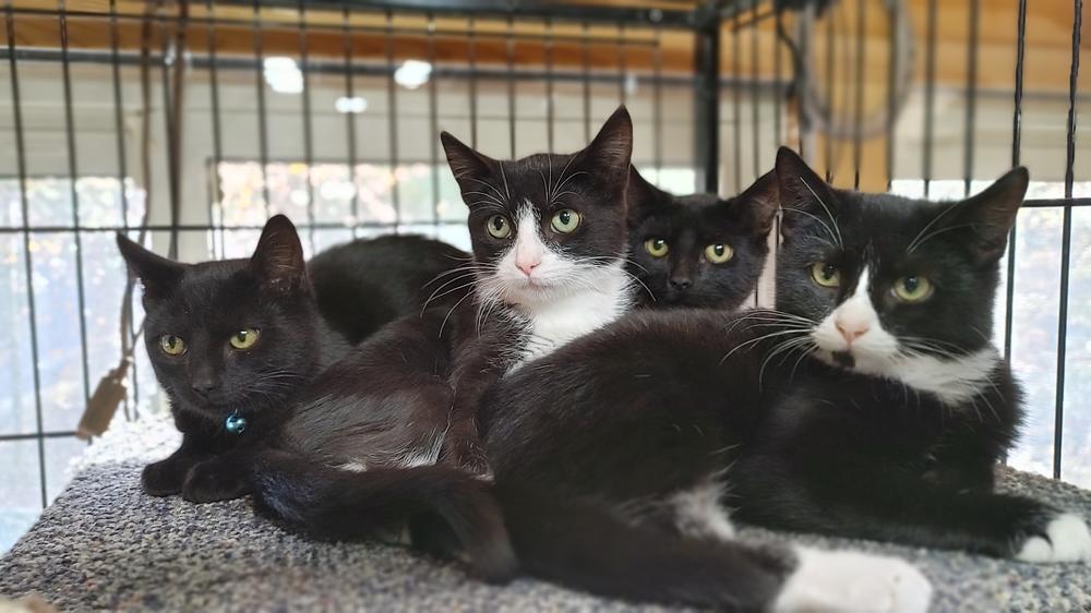 Enlarge In Foster-to-Adopt!! Kitten: Tricky *Tripod Alert!*, a Adopted Domestic Short Hair in catonsville , MD image 2/6