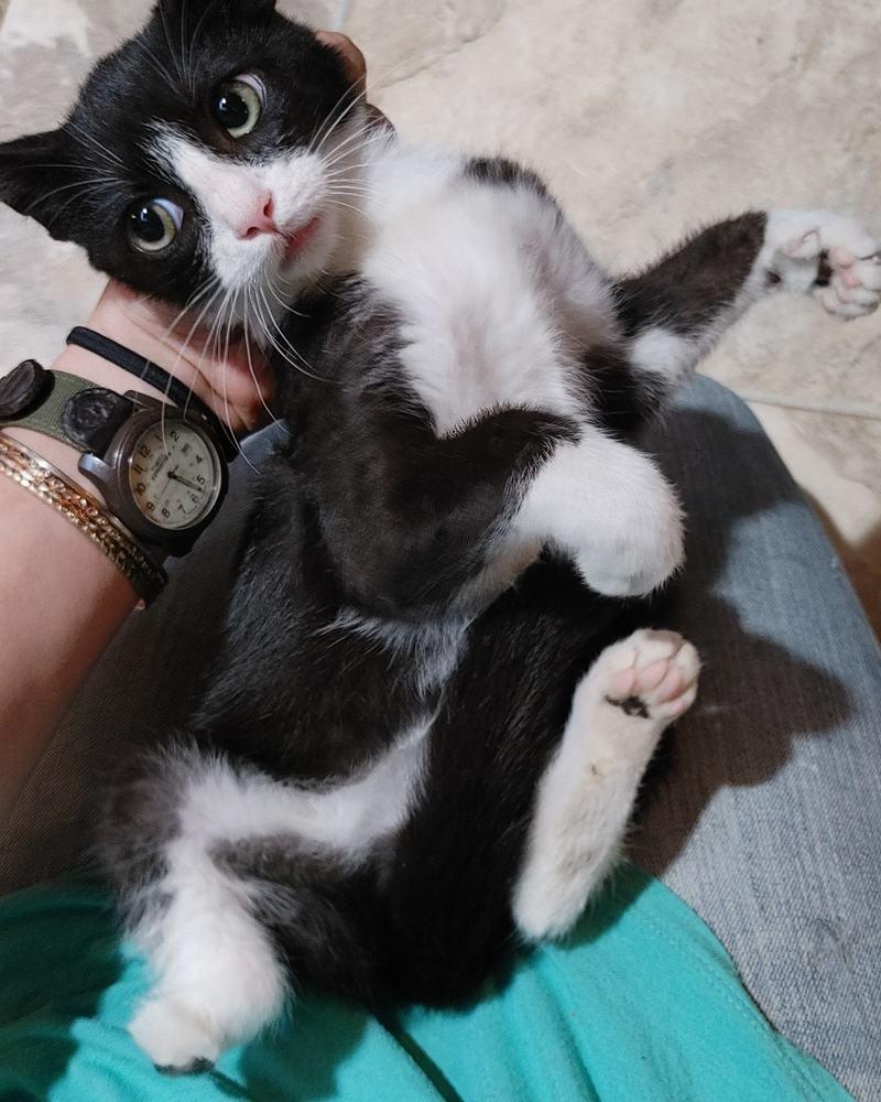 Enlarge In Foster-to-Adopt!! Kitten: Tricky *Tripod Alert!*, a Adopted Domestic Short Hair in catonsville , MD image 3/6