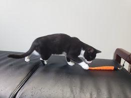 Enlarge In Foster-to-Adopt!! Kitten: Tricky *Tripod Alert!*, a Adopted Domestic Short Hair in catonsville , MD image 4/6