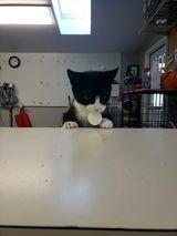 In Foster-to-Adopt!! Kitten: Tricky *Tripod Alert!*, Adopted, Kitten Male Domestic Short Hair.