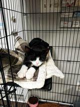 Enlarge In Foster-to-Adopt!! Kitten: Tricky *Tripod Alert!*, a Adopted Domestic Short Hair in catonsville , MD image 6/6