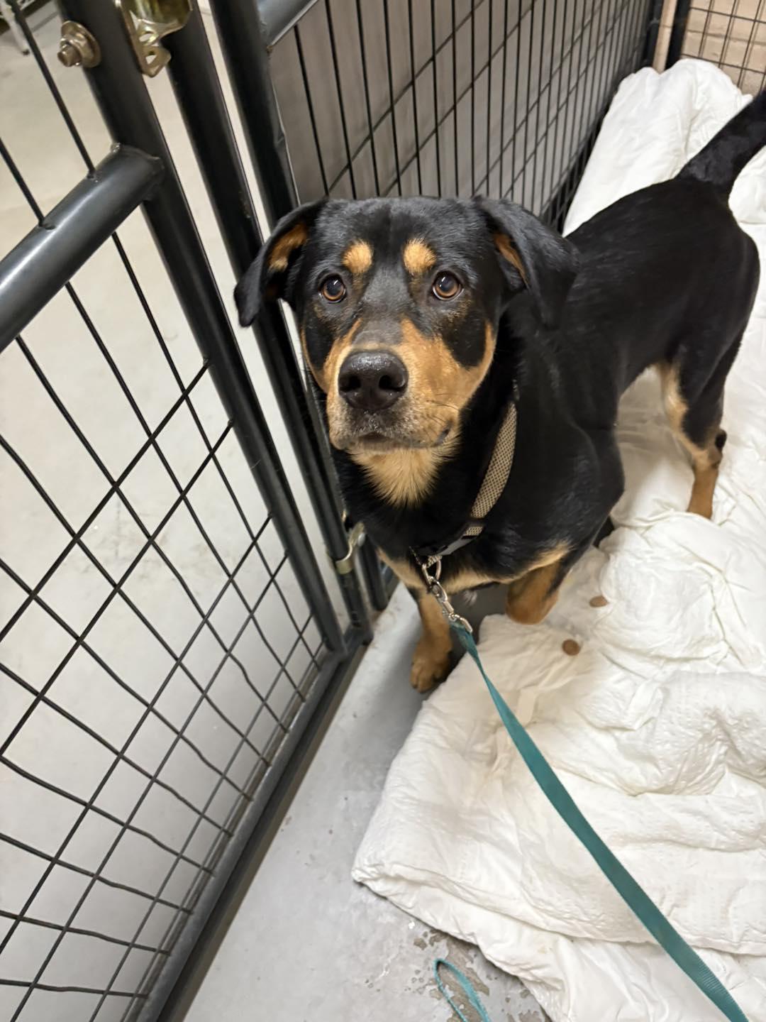 Enlarge Murphy, a Adoptable mixed breed in PENSACOLA, FL image 2/3