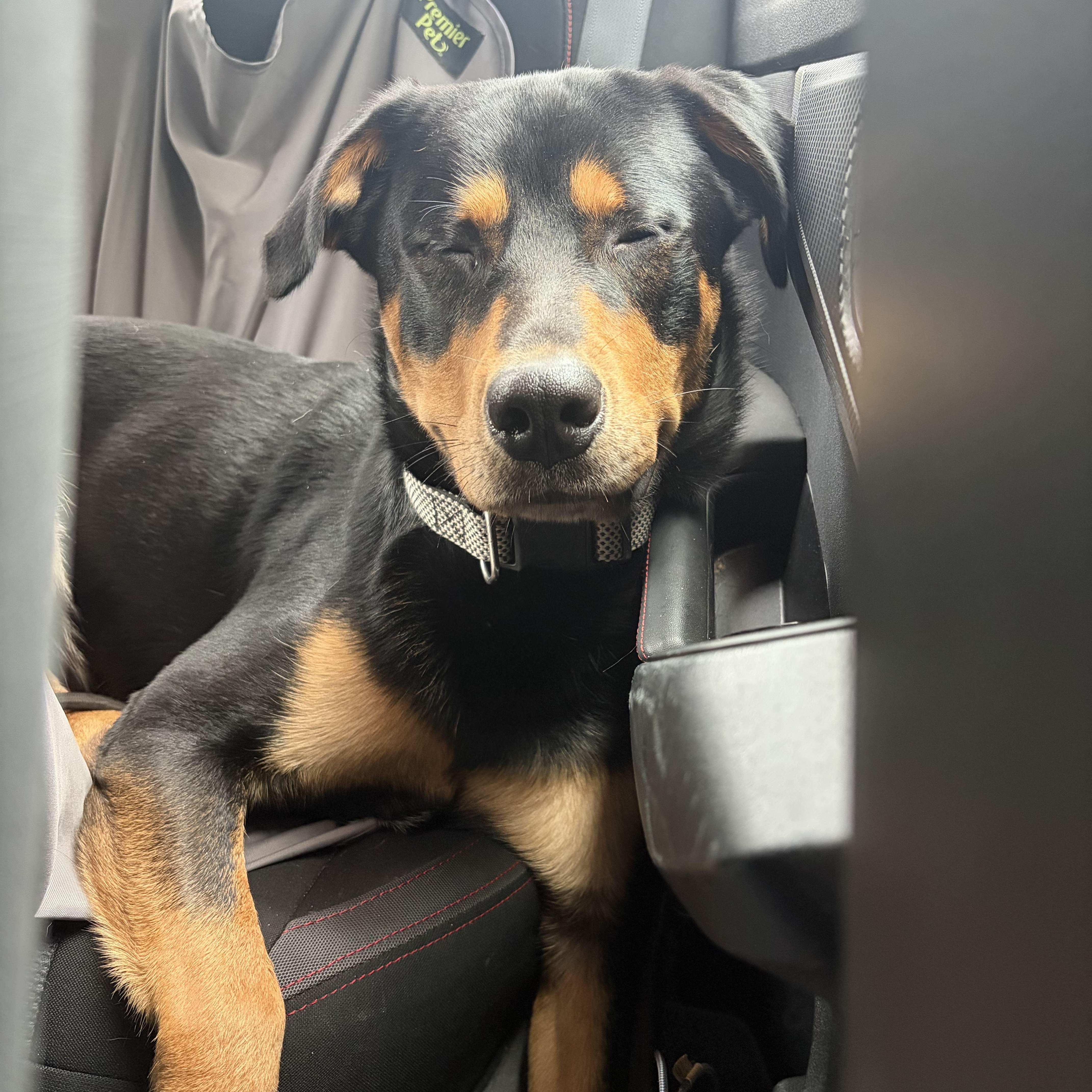 Enlarge Murphy, a Adoptable mixed breed in PENSACOLA, FL image 3/3