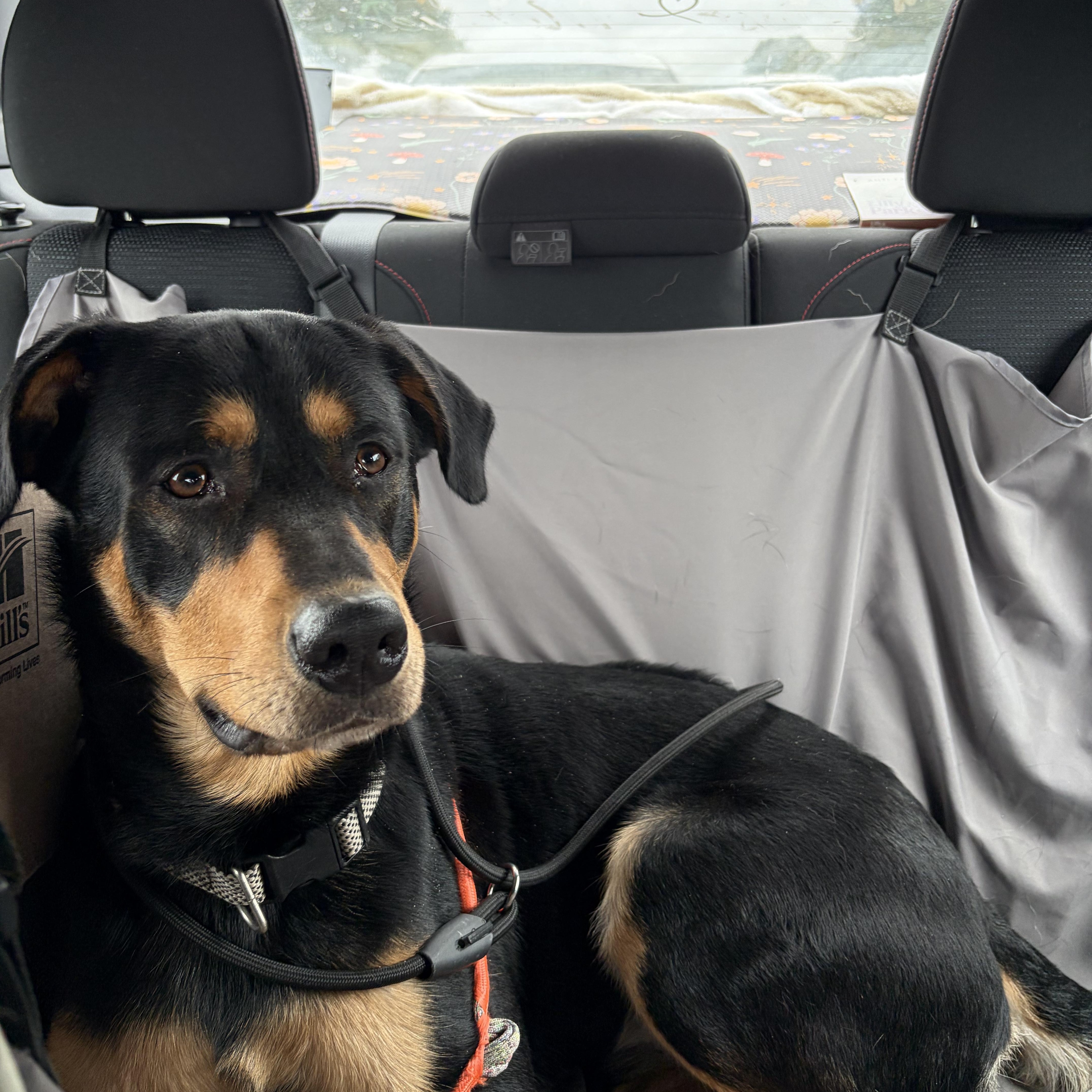 Murphy, Adoptable, Young Male Rottweiler & Black Labrador Retriever.