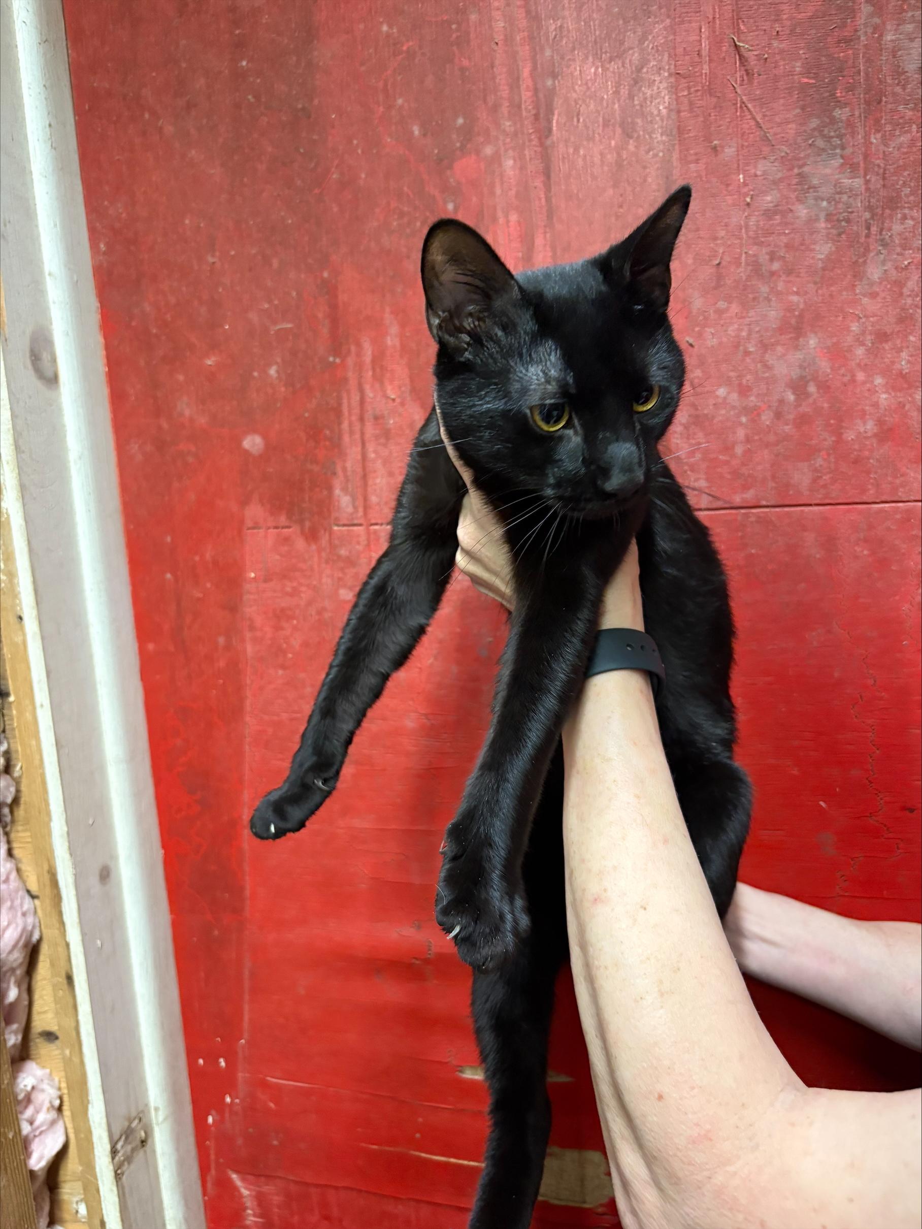 Lucho, Adopted, Kitten Male Bombay.