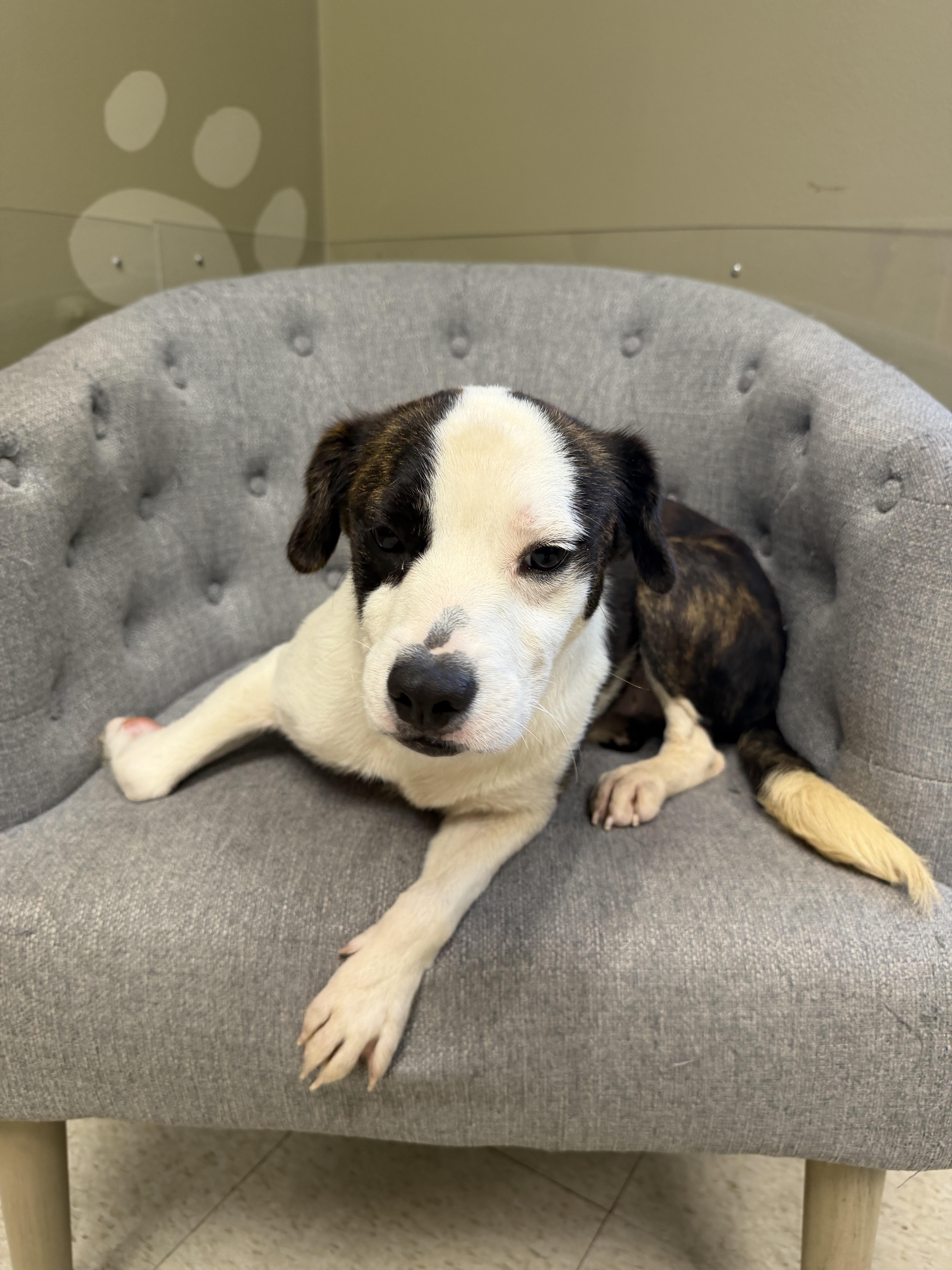 Enlarge Bouncer, a Adopted mixed breed in Statesboro, GA image 2/3