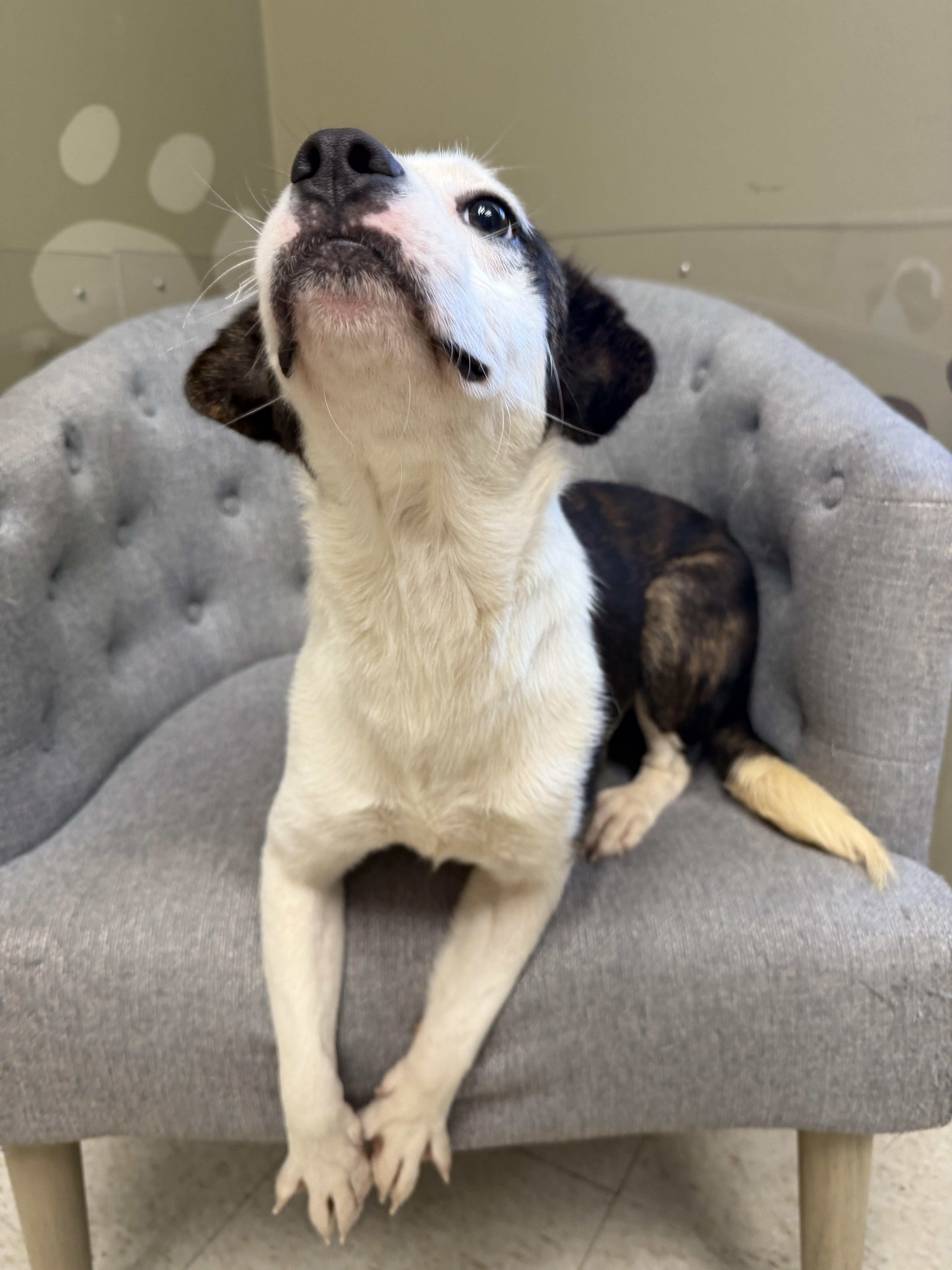 Enlarge Bouncer, a Adopted mixed breed in Statesboro, GA image 3/3