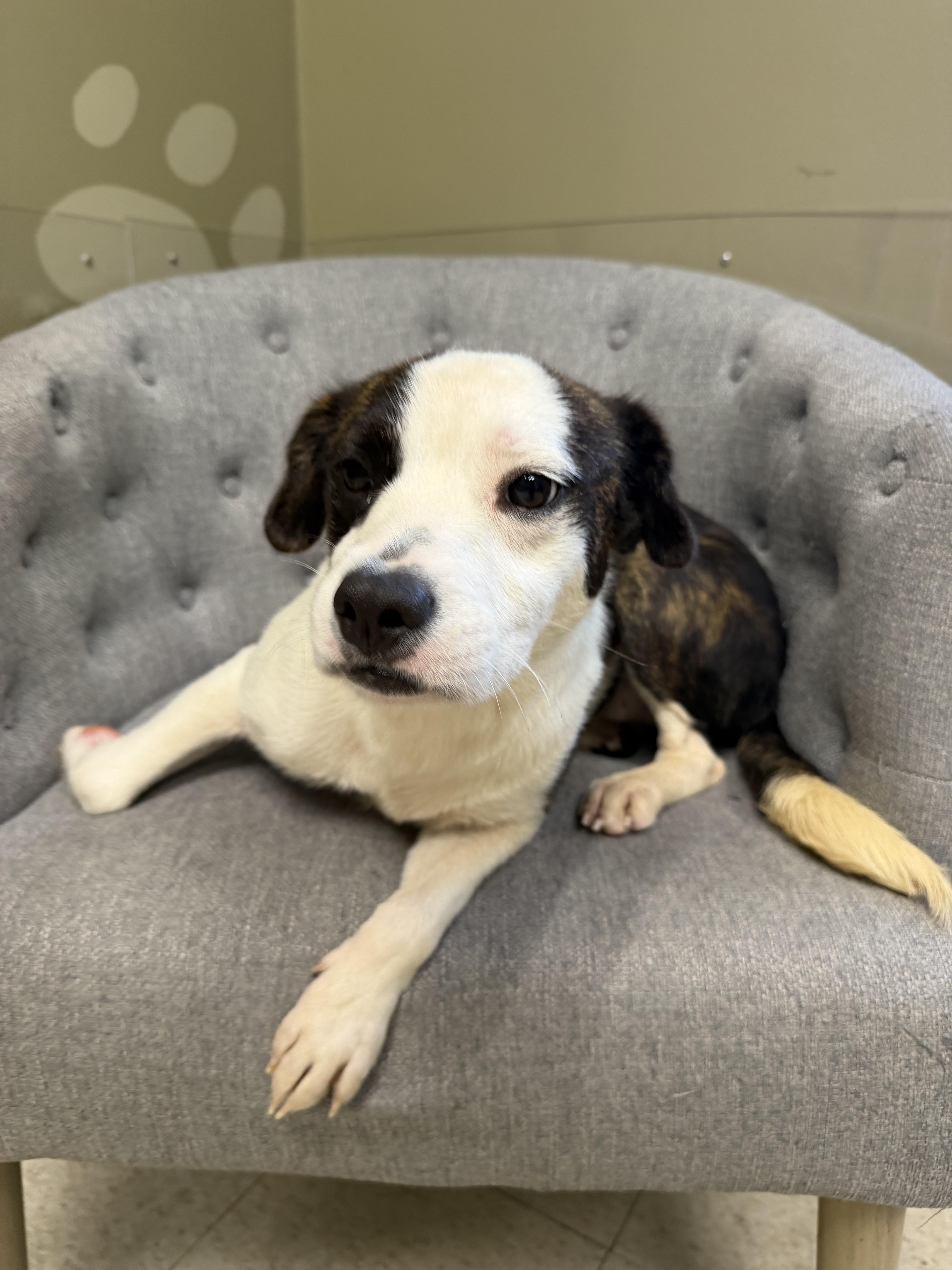 Enlarge Bouncer, a Adopted mixed breed in Statesboro, GA image 1/3