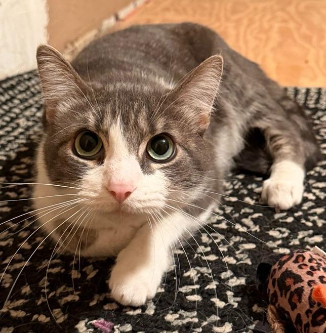 Minnie / Silo, Adoptable, Young Female Domestic Short Hair.