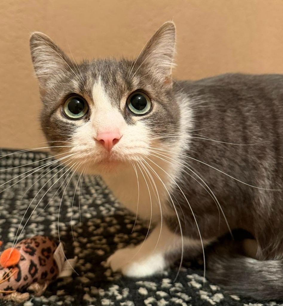 Minnie / Silo, a Adoptable mixed breed in Richland Hills, TX image 2/3