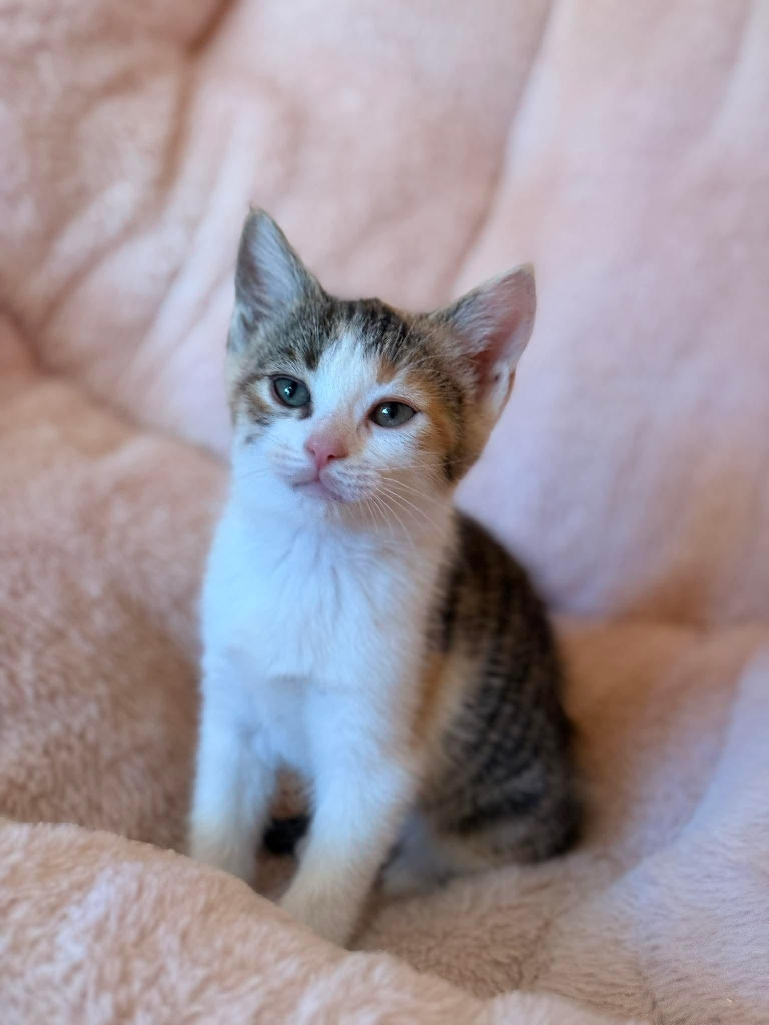 Calliope, ADOPTABLE, Kitten Female Domestic Short Hair.