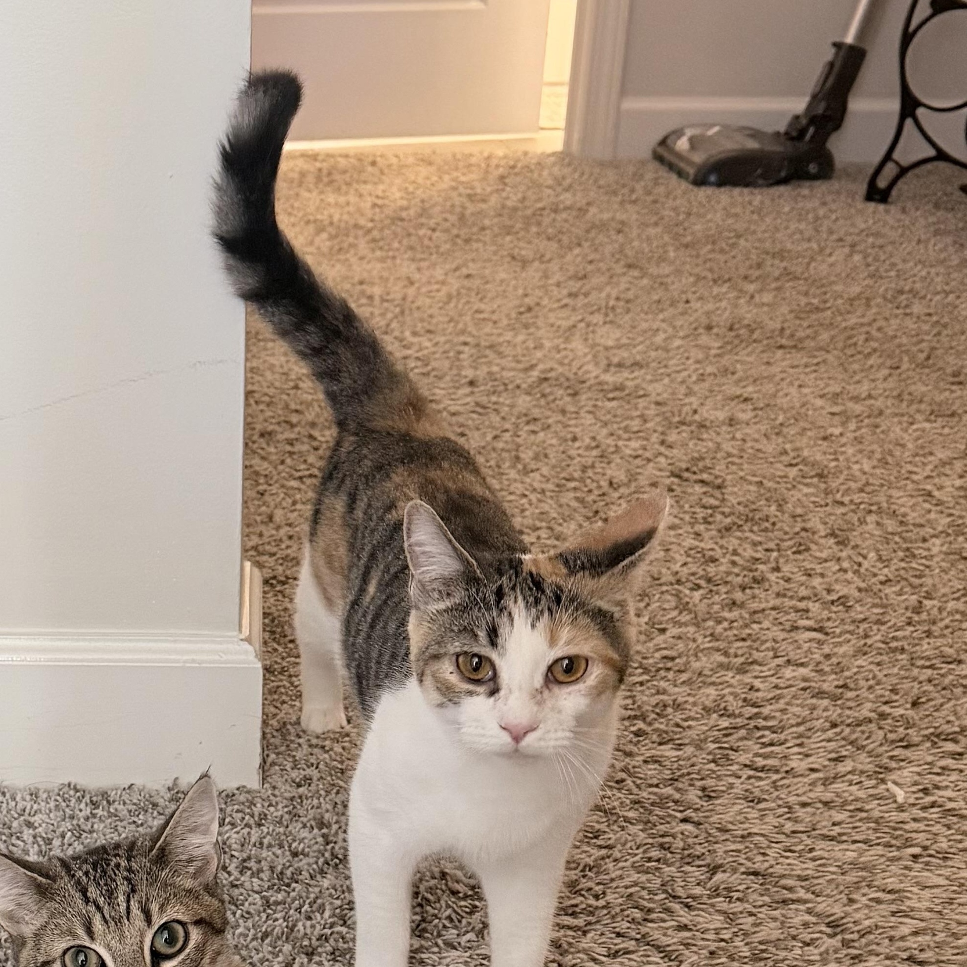 Calliope, Adoptable, Young Female Domestic Short Hair.