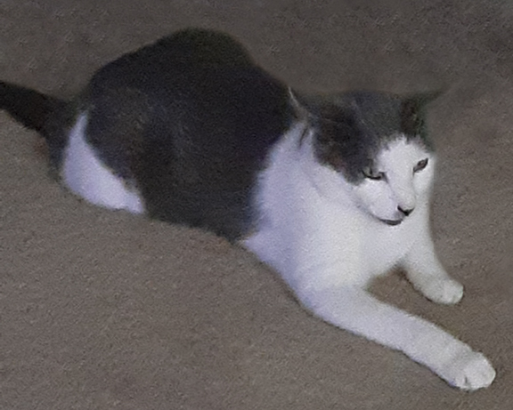 Clarice, Adoptable, Adult Female American Shorthair.