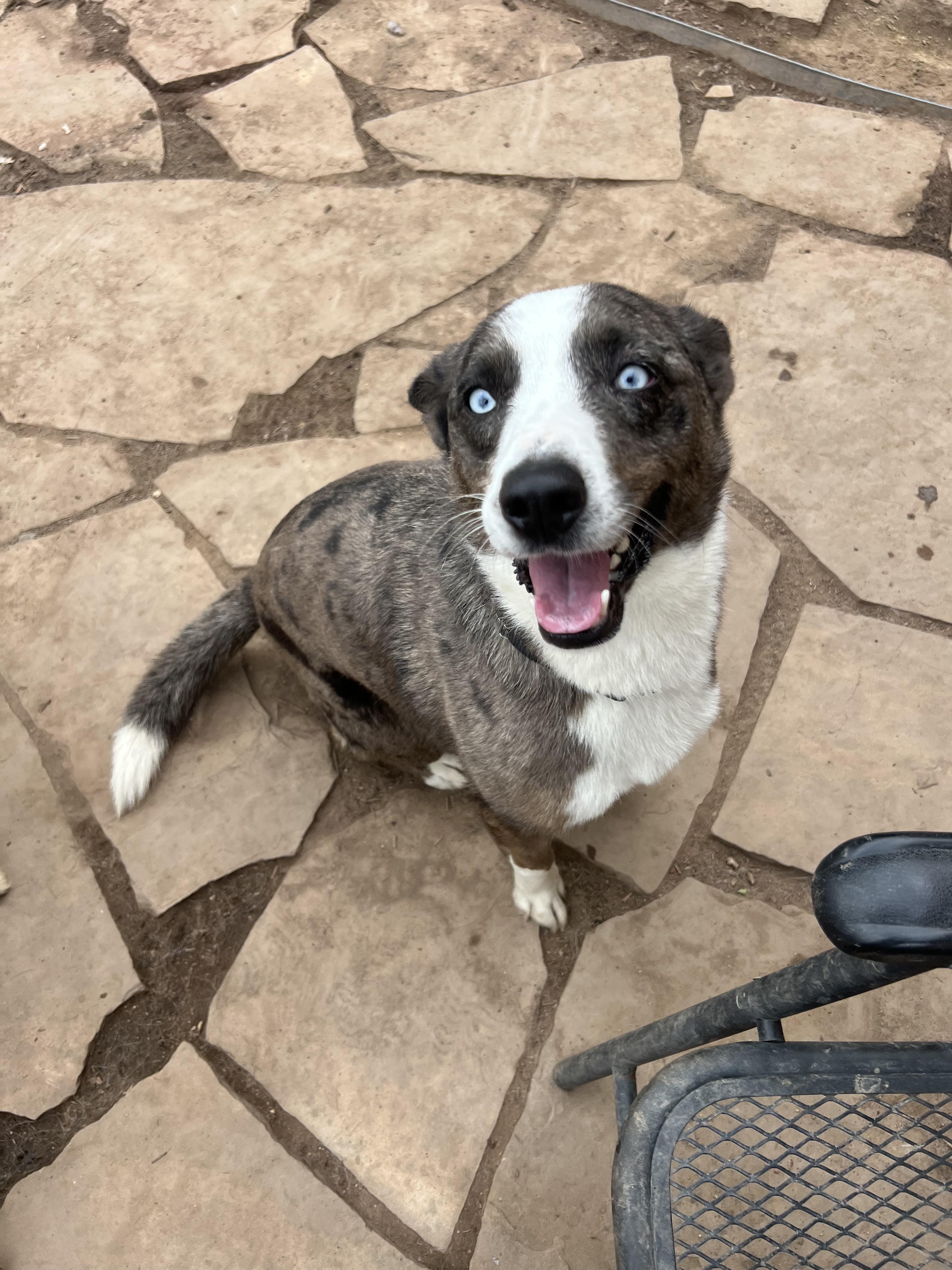 Harper, an adopted mixed breed in Fort Collins, CO image 5/6