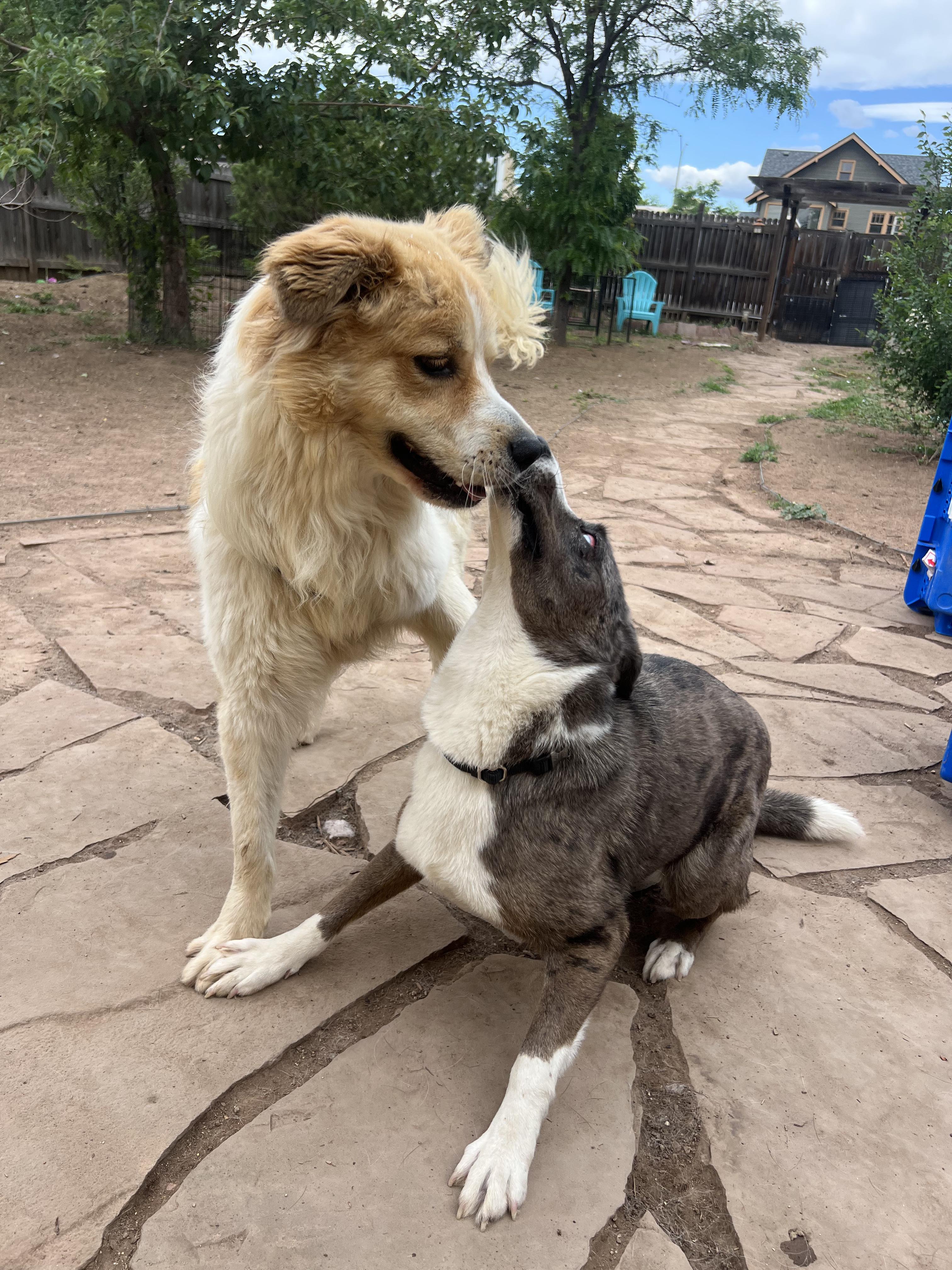 Harper, an adopted mixed breed in Fort Collins, CO image 6/6