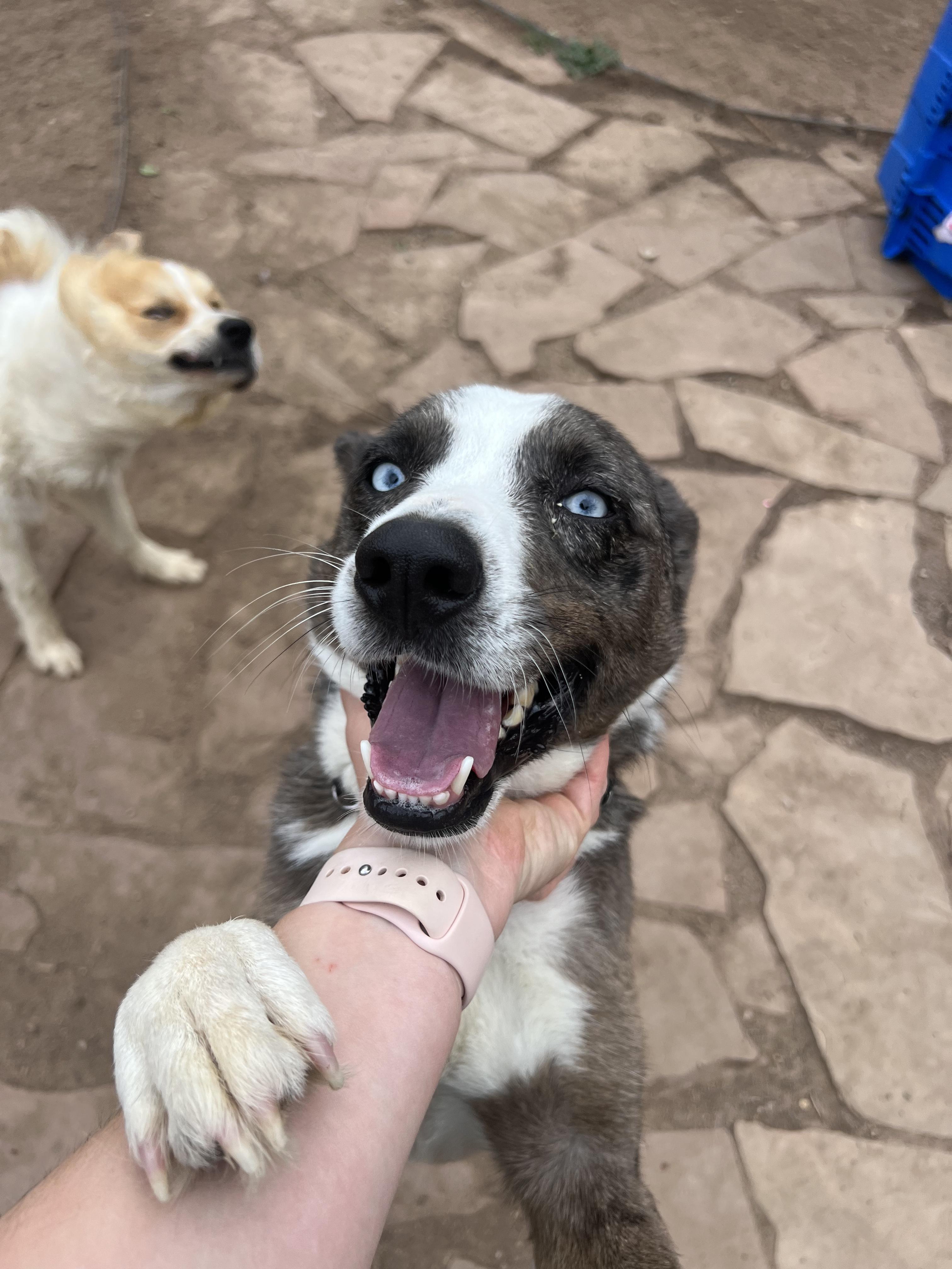 Harper, an adopted mixed breed in Fort Collins, CO image 4/6